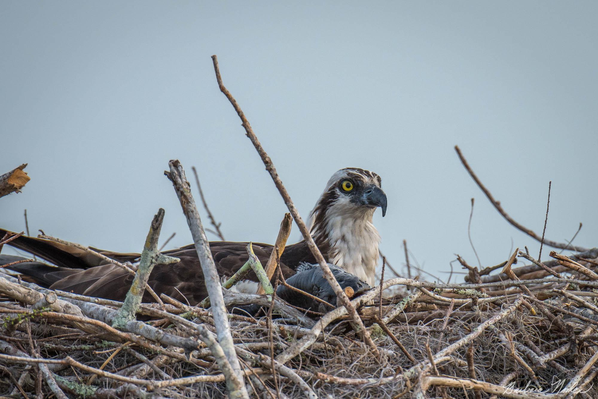 Osprey in his Nest with Lunch - Blue Cypress Lake, Florida