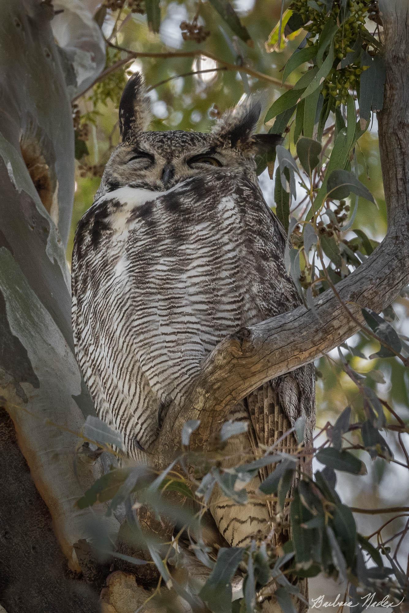 Owl Taking a Nap - Carrizo Plains Natioinal Monument