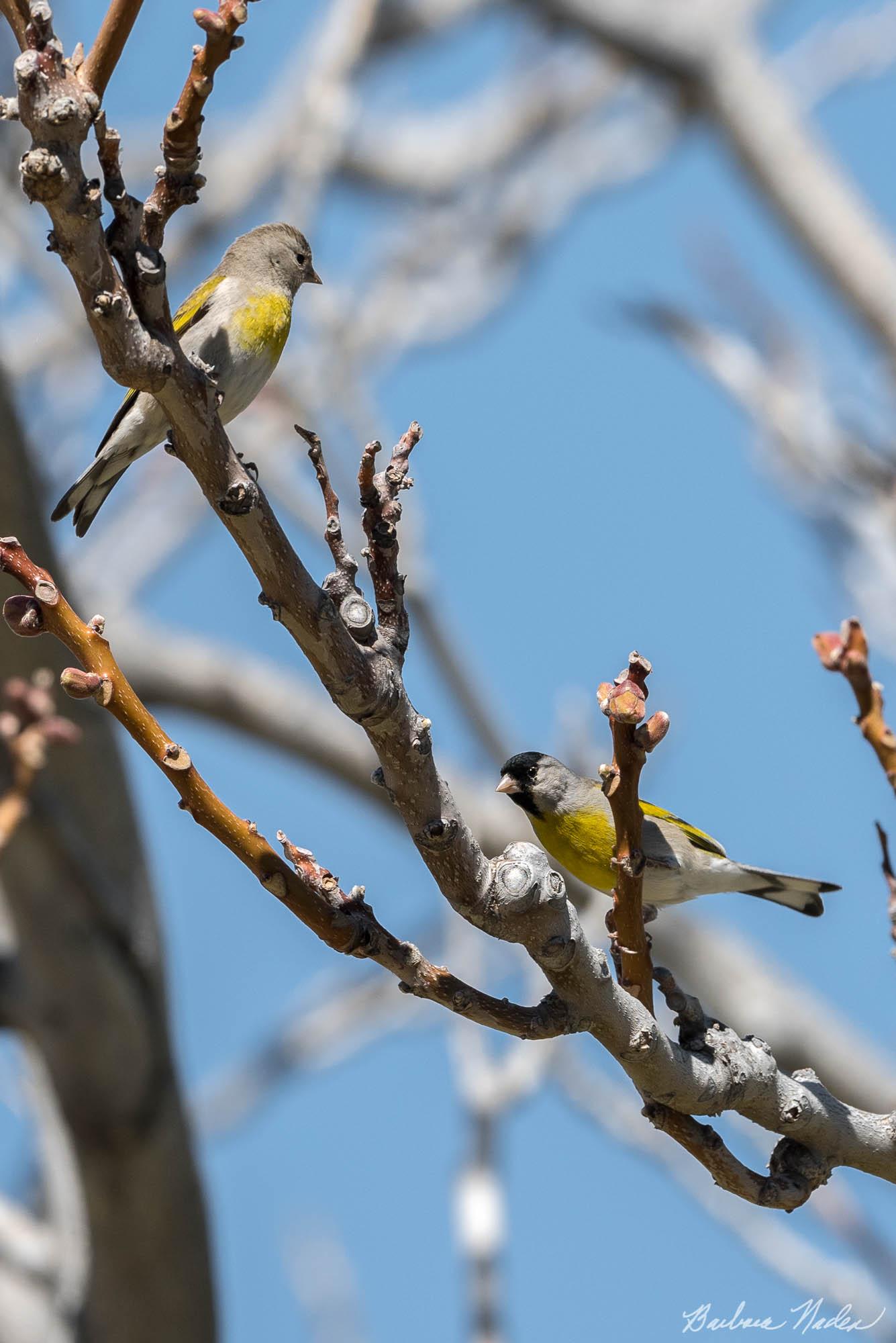 Mating Pair of Goldfinches - Carrizo Plains Natioinal Monument