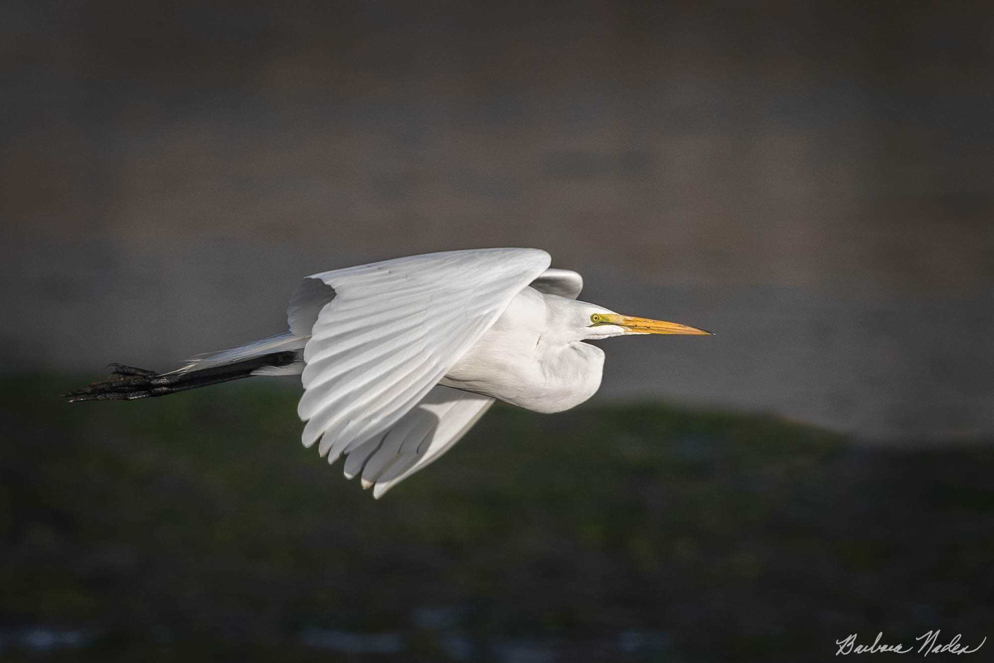 Great Egret I - Moss Landing, California