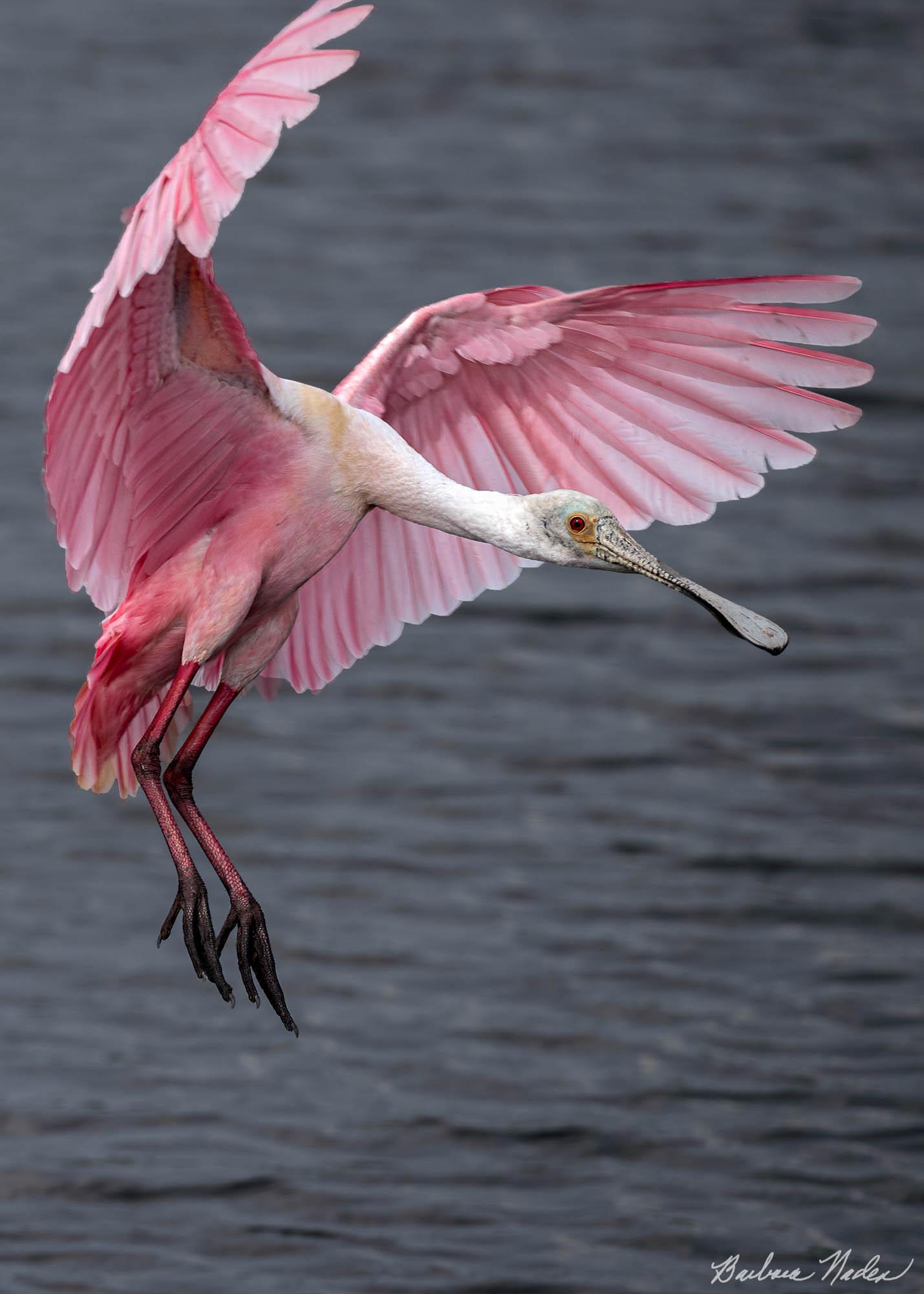 Spponbill Coming in for Landing - Stick Marsh, Florida