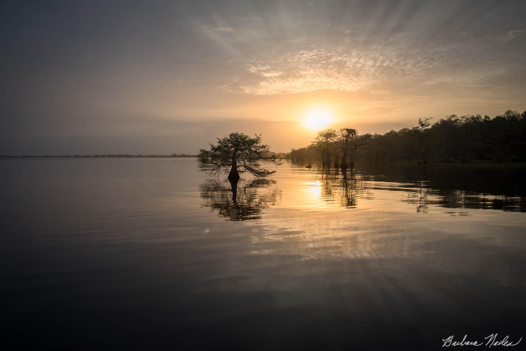 Sunrise at Blue Cypress Lake - Blue Cypress Lake, Florida