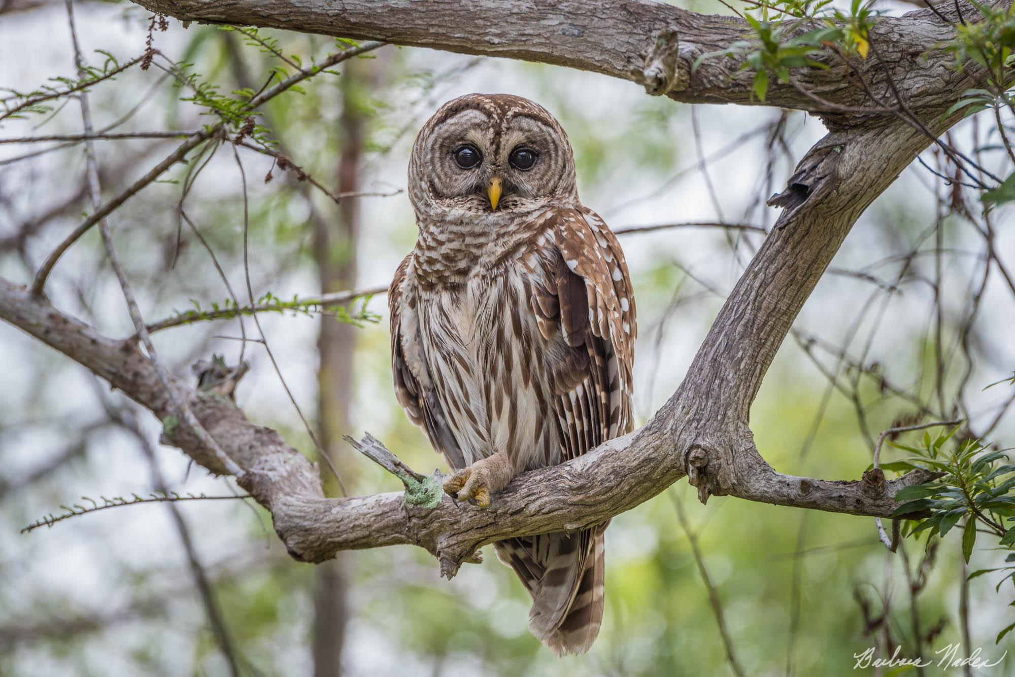 Wisdom - Blue Cypress Lake, Florida