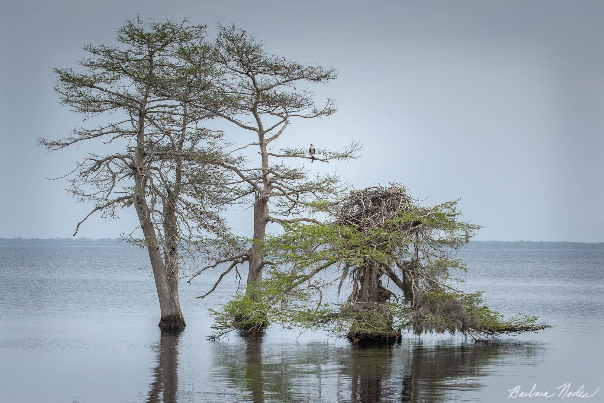 Osprey eating a fish and watching his nest - Blue Cypress Lake, Florida