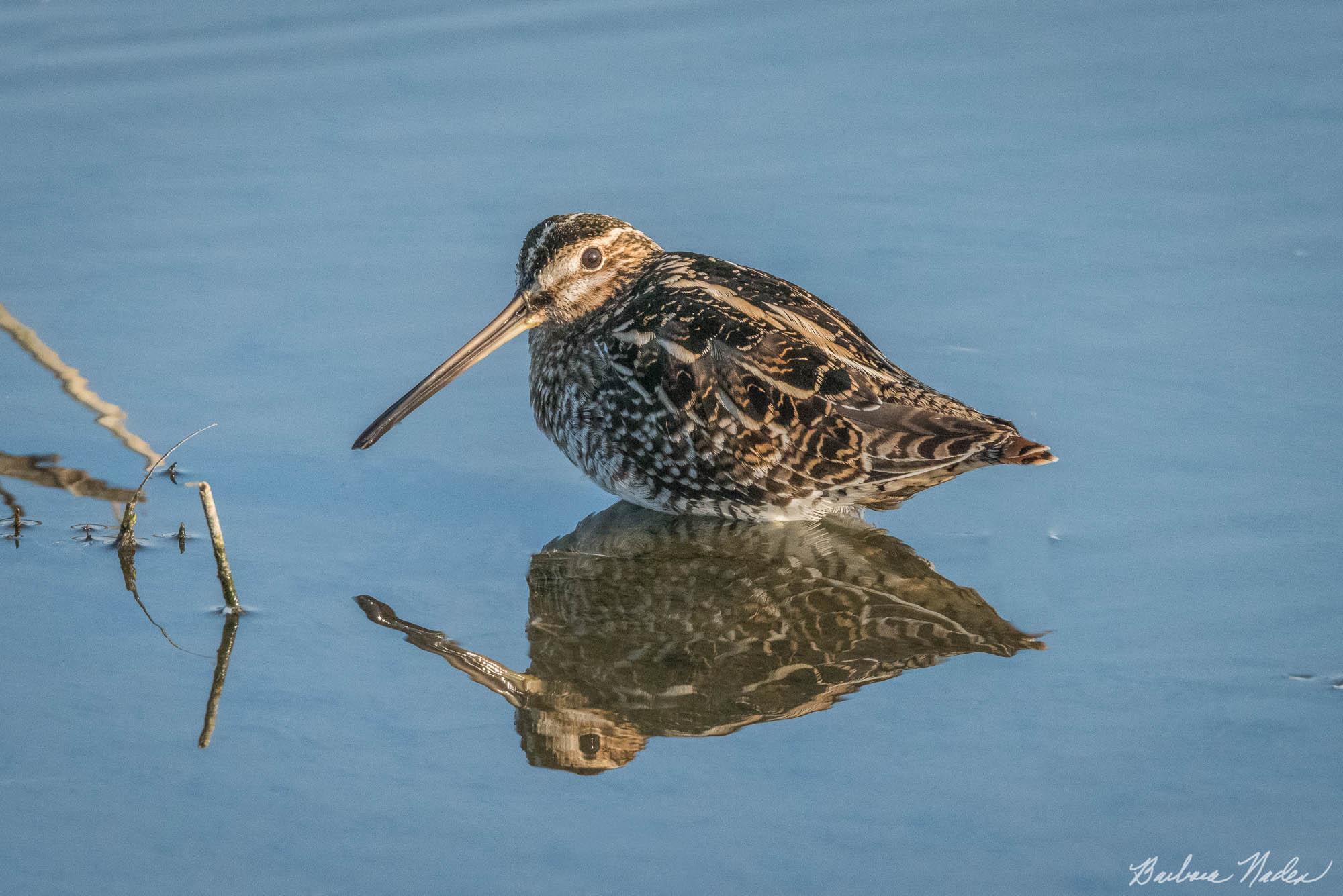 Snipe in Reflection - Merced National Wildlife Refuge