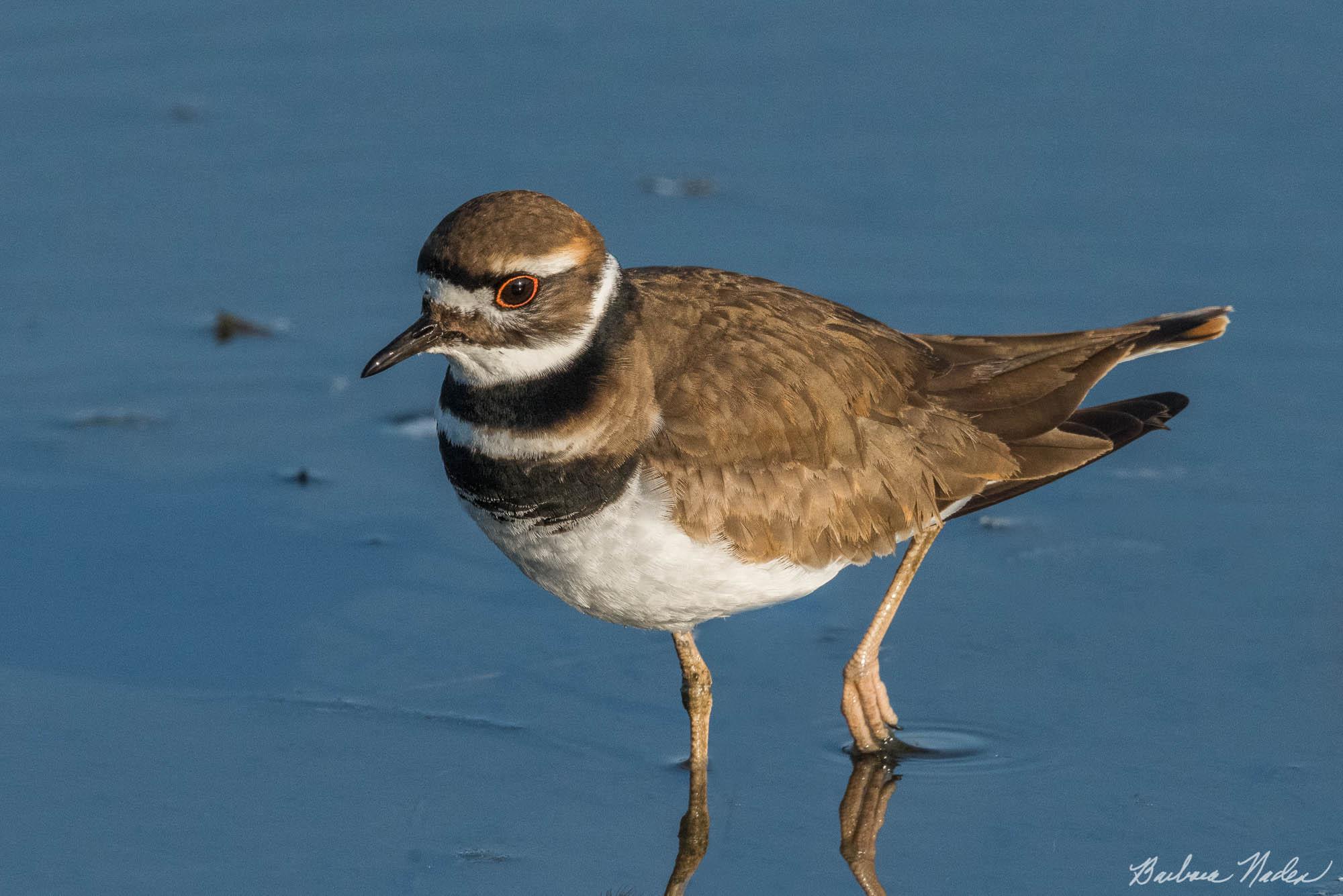 Killdeer Walking - Merced National Wildlife Refuge