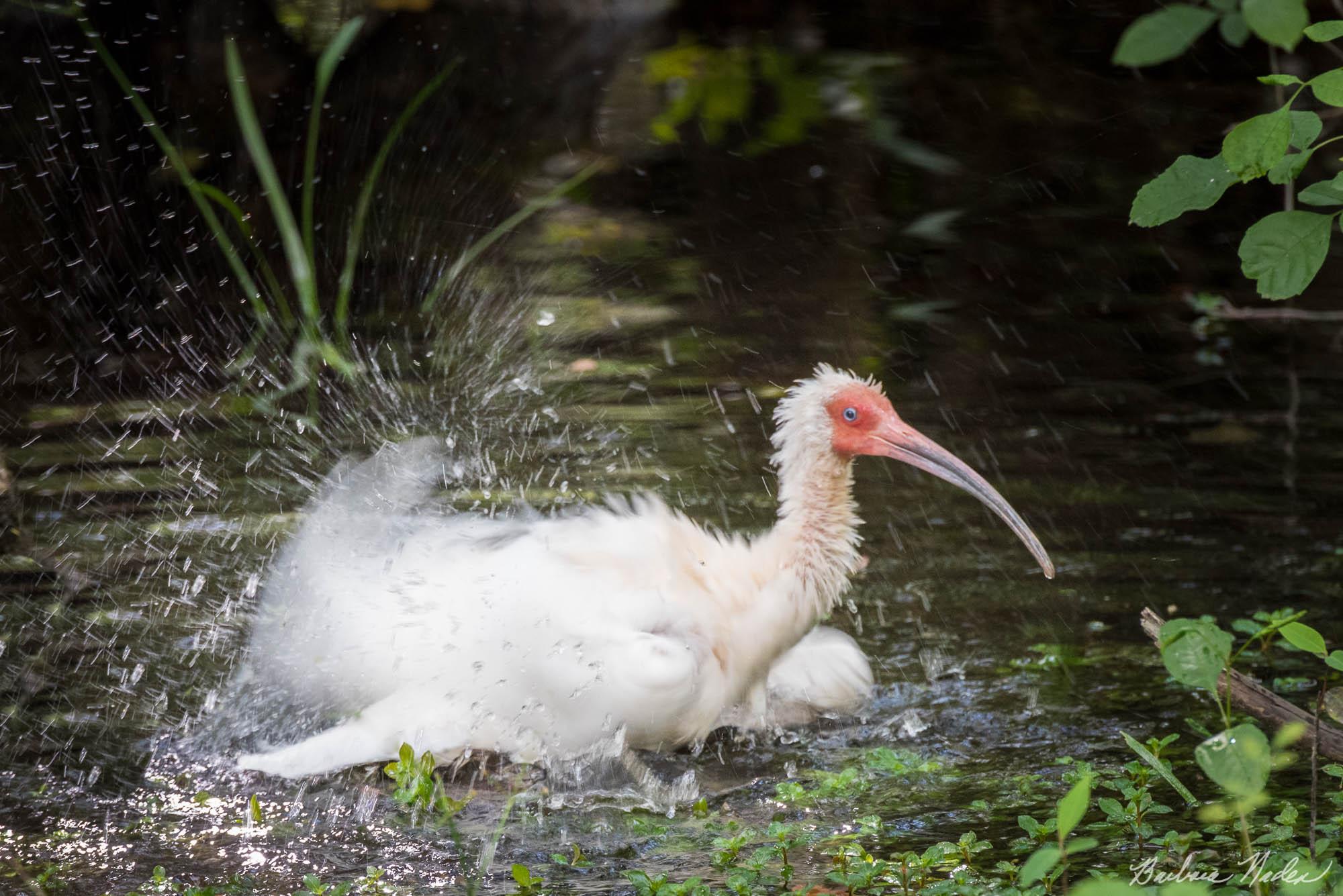 American White Ibis Bathing - Big Cypress National Preserve, Florida