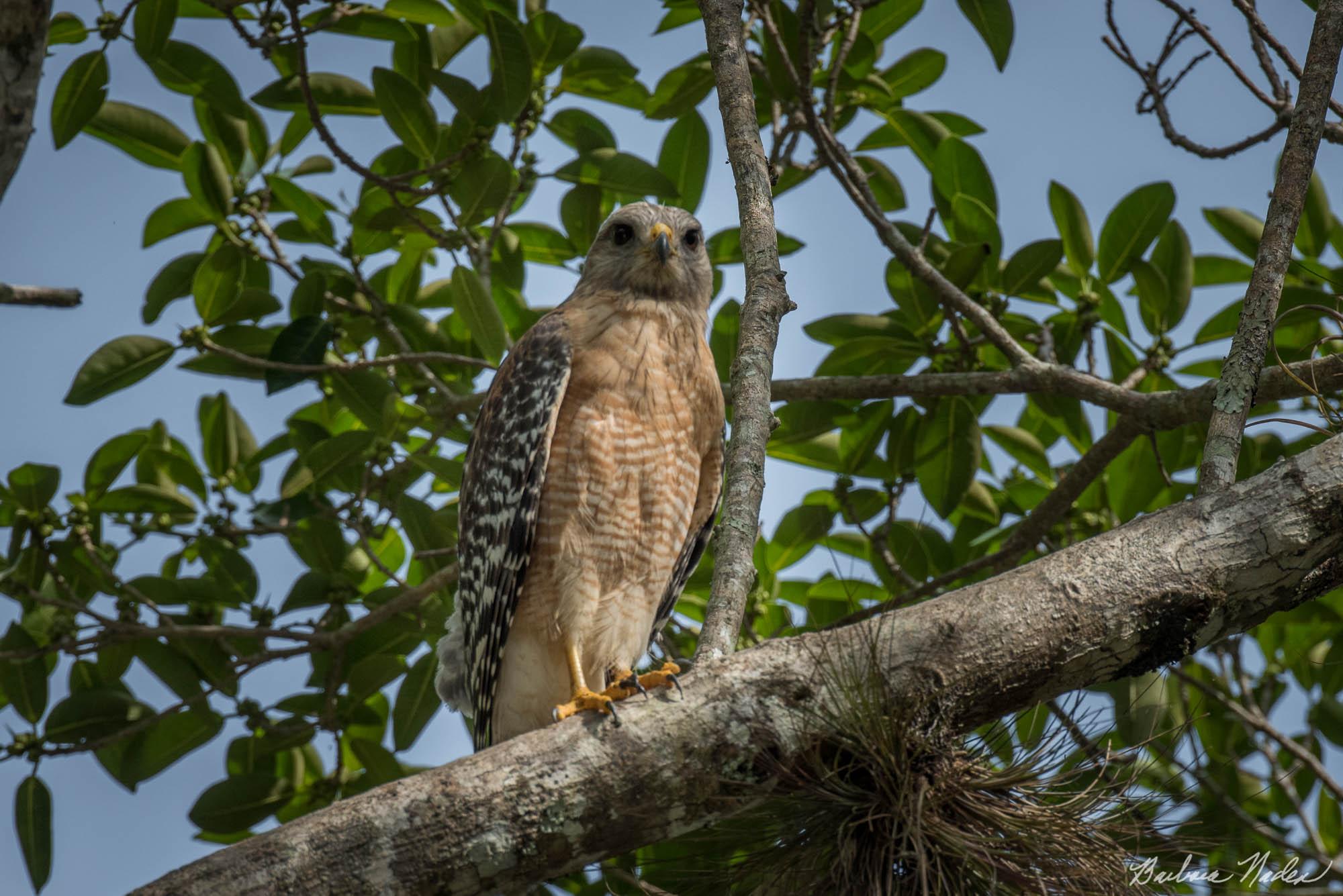 Red-Shouldered Hawk in a Tree - Big Cypress National Preserve, Florida