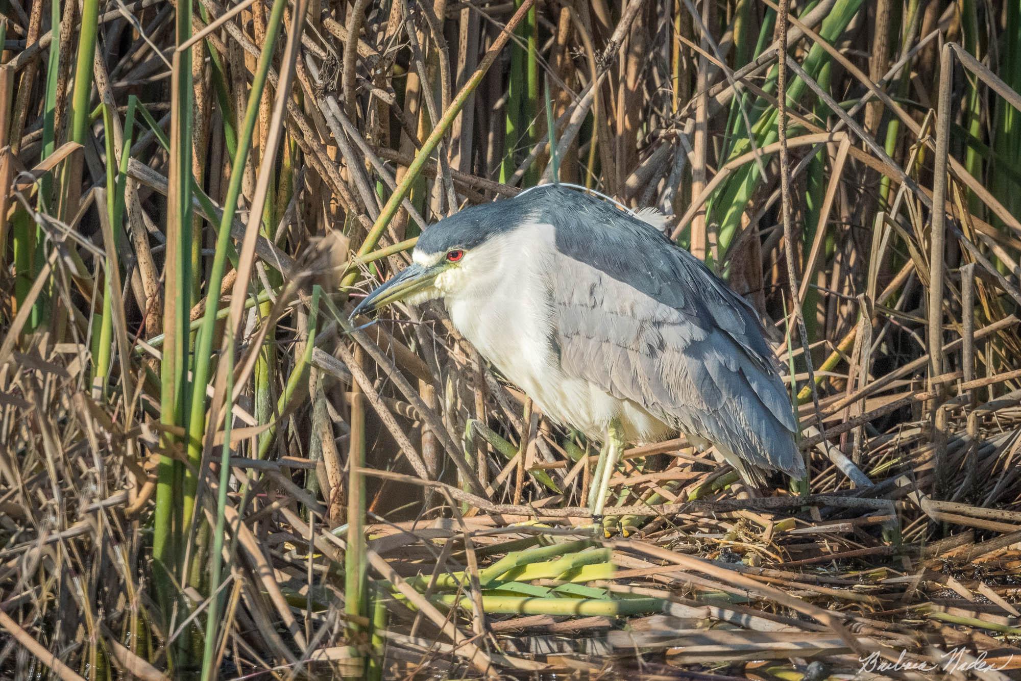 Night Heron I - Merced National Wildlife Refuge