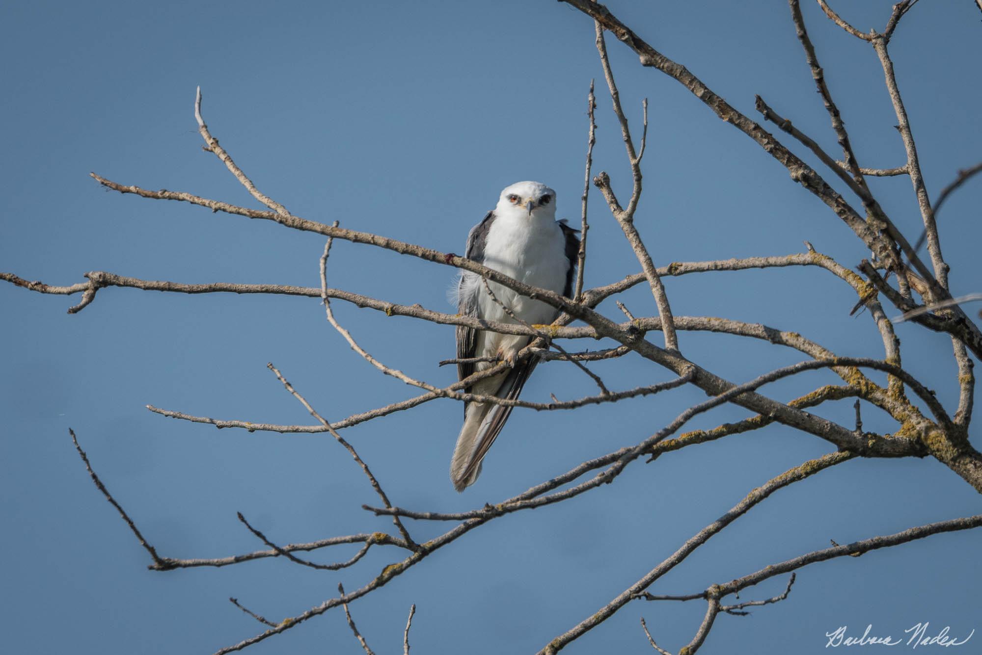 Kite Perched in a Tree - Merced National Wildlife Refuge