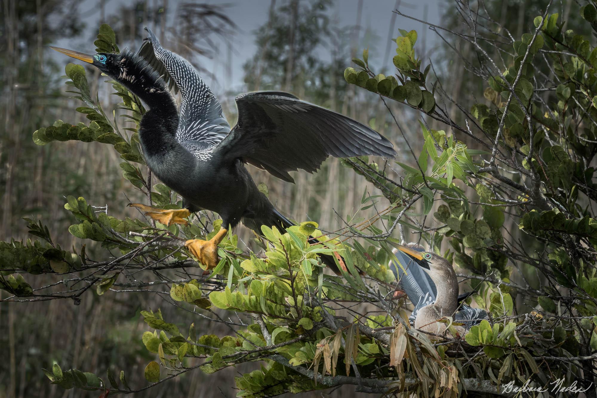 Male Leaving for Dinner - Everglades National Park