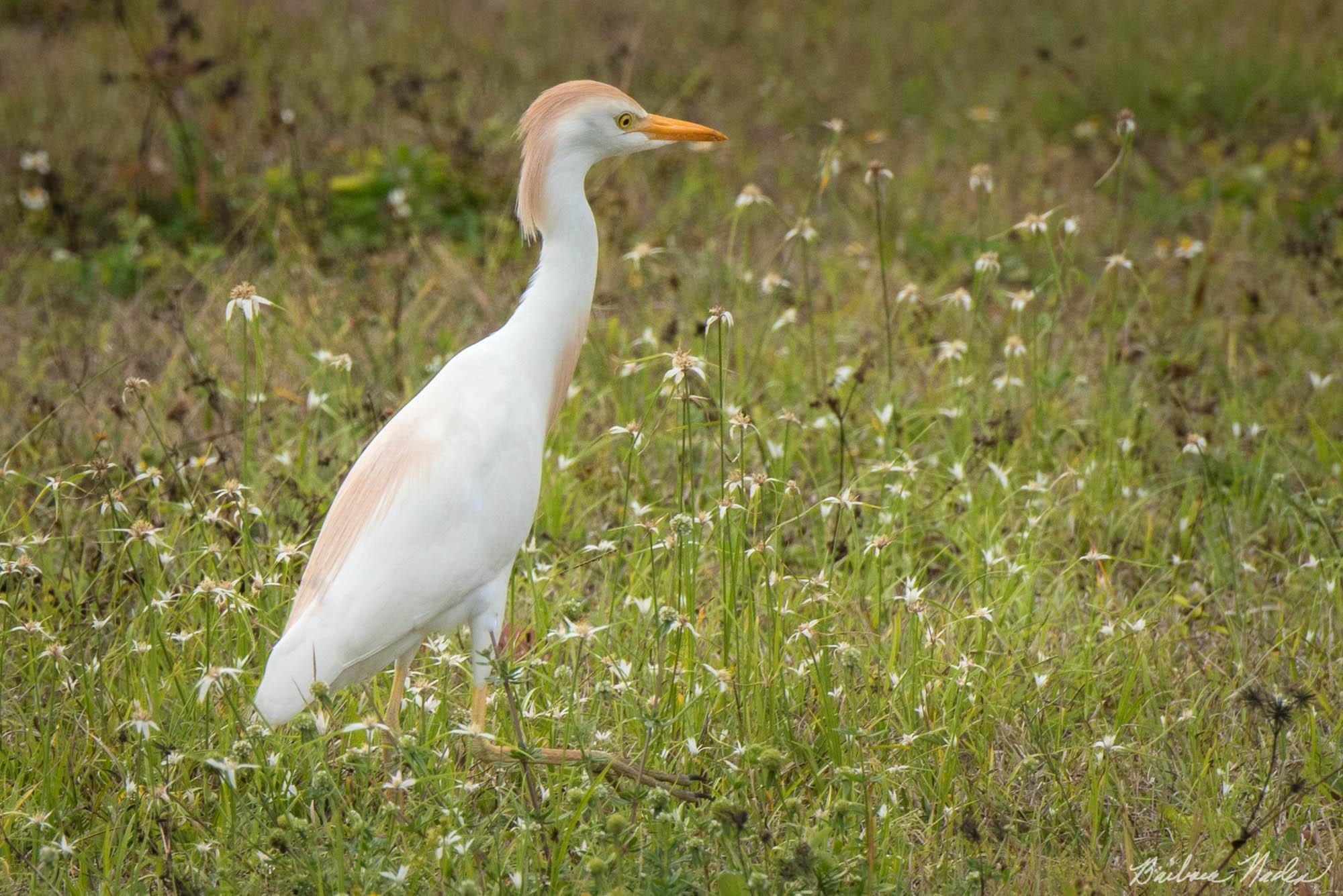 Cattle Egret I - Everglades, Florida