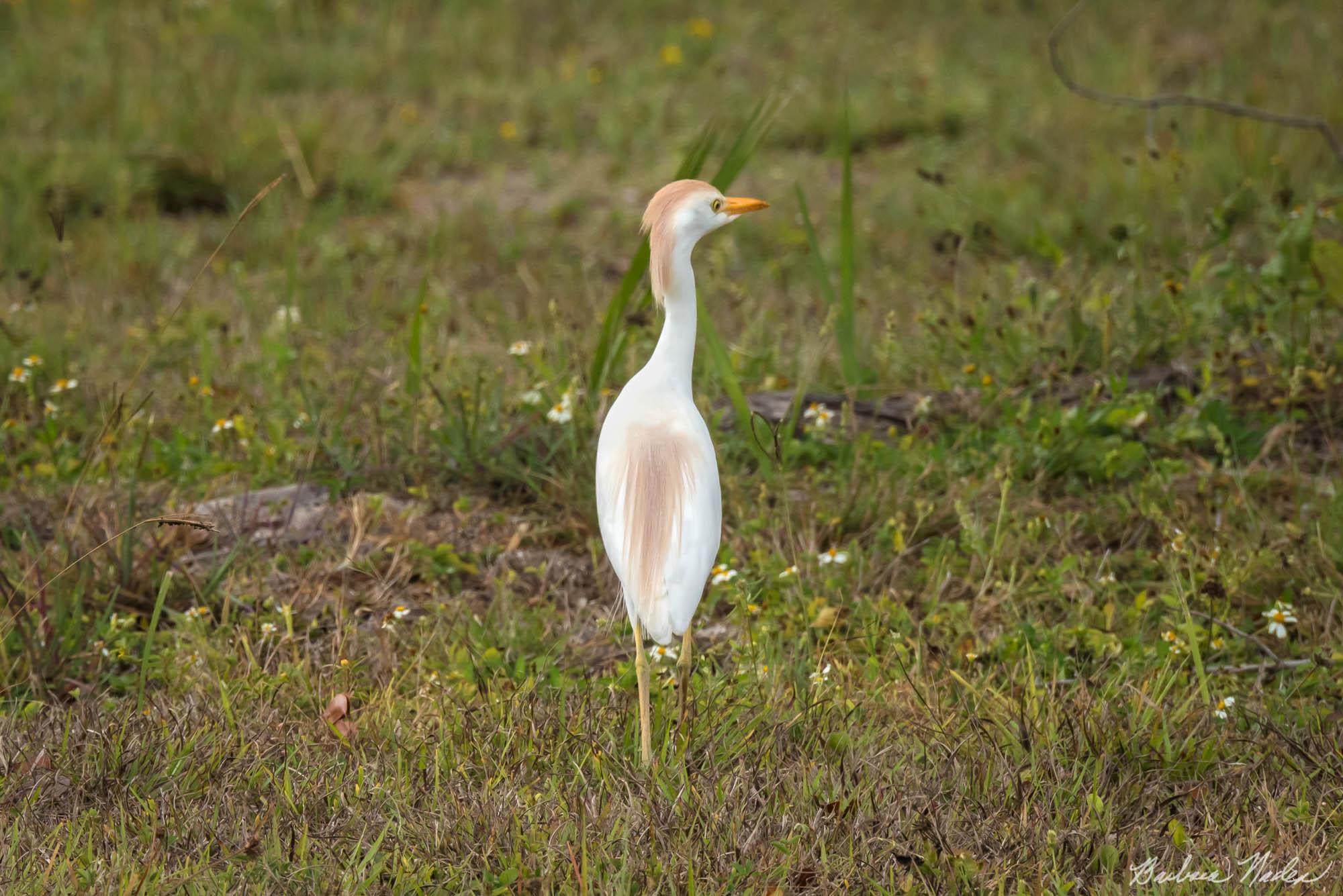 Cattle Egret II - Everglades, Florida