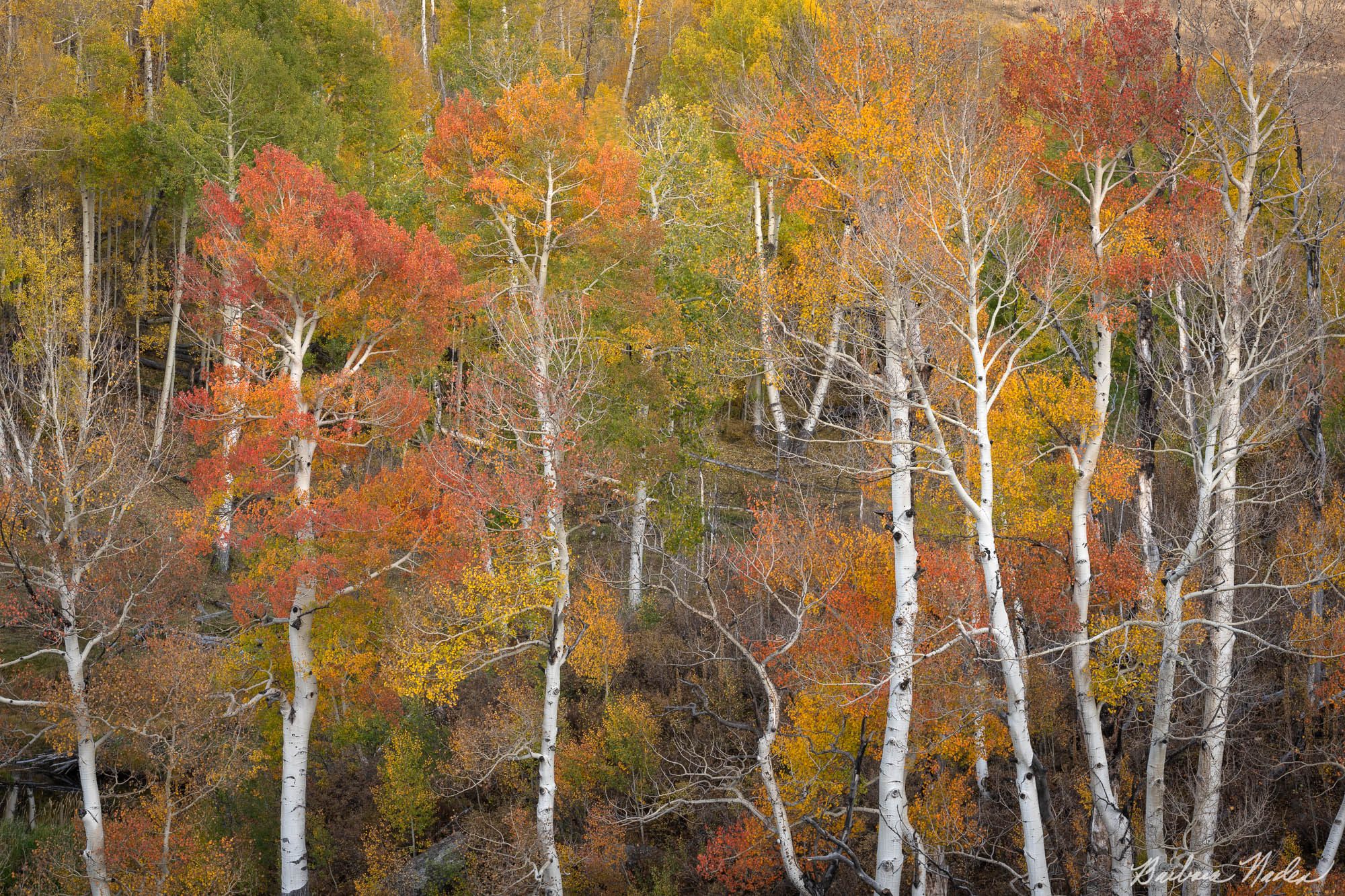 Multi-colored Aspens - Colorado