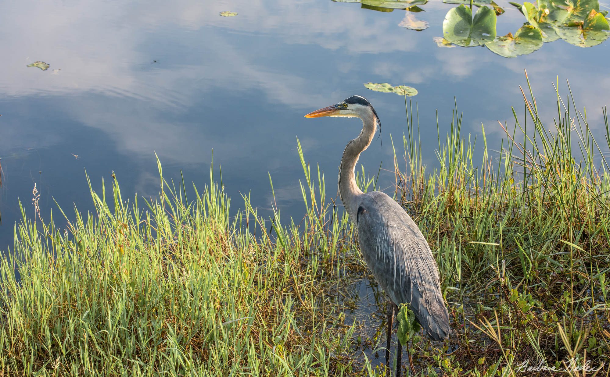 Great Blue Heron I - Everglades, Florida