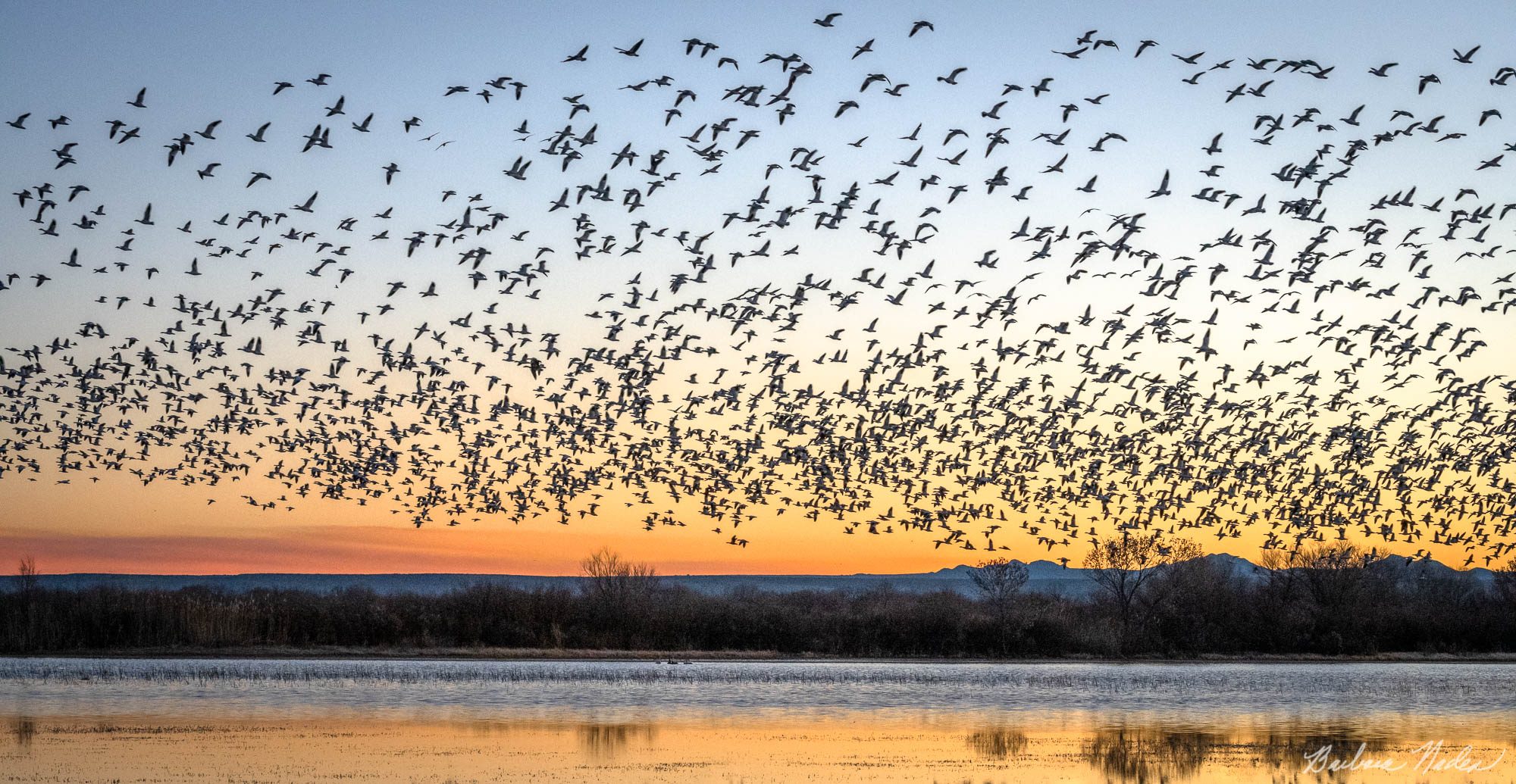 Snow Geese Takeoff at Sunrise - Bosque Del Apache National Wildlife Refuge, New Mexico