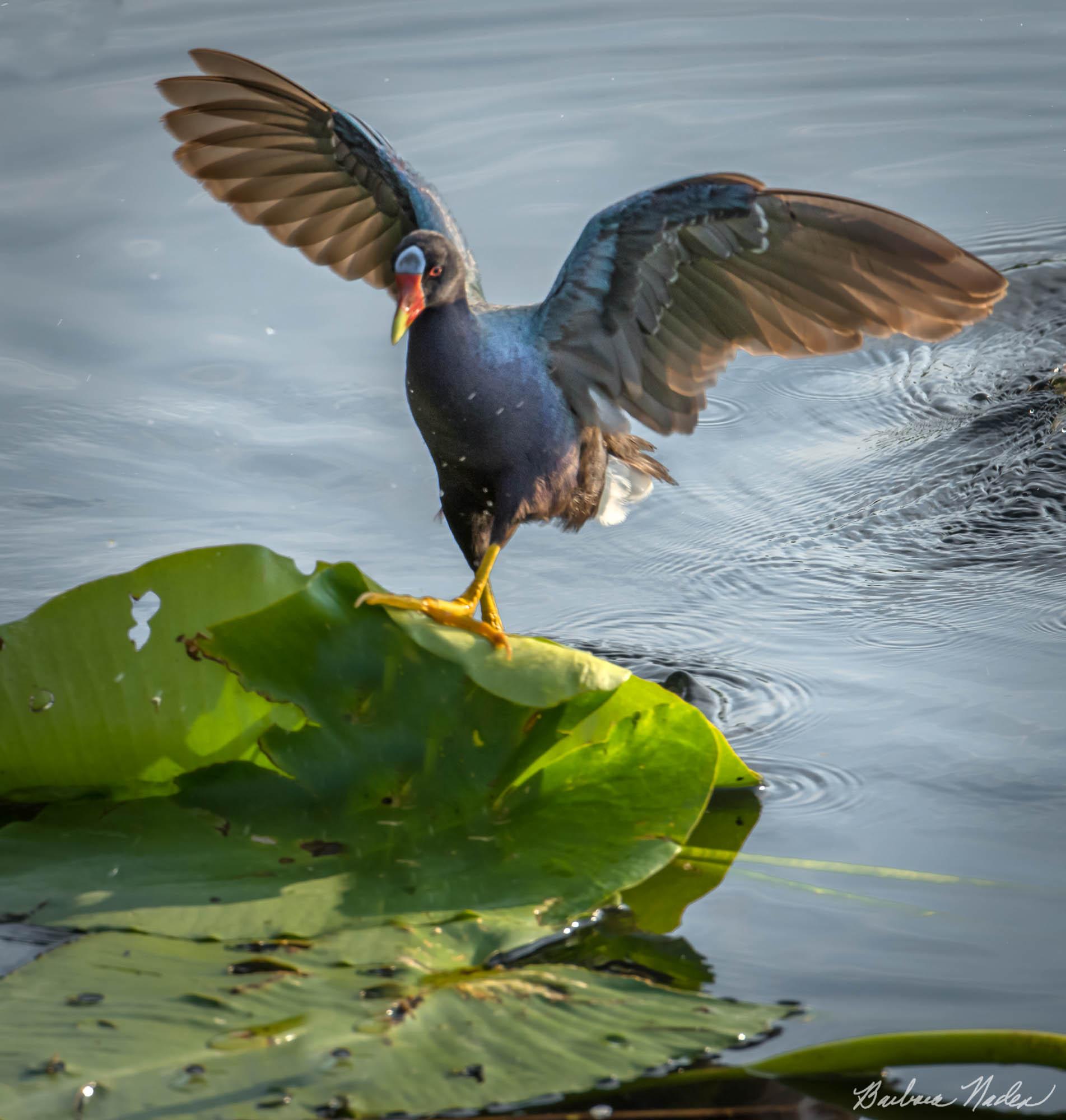 Landing on a Lily Pad - Everglades, Florida