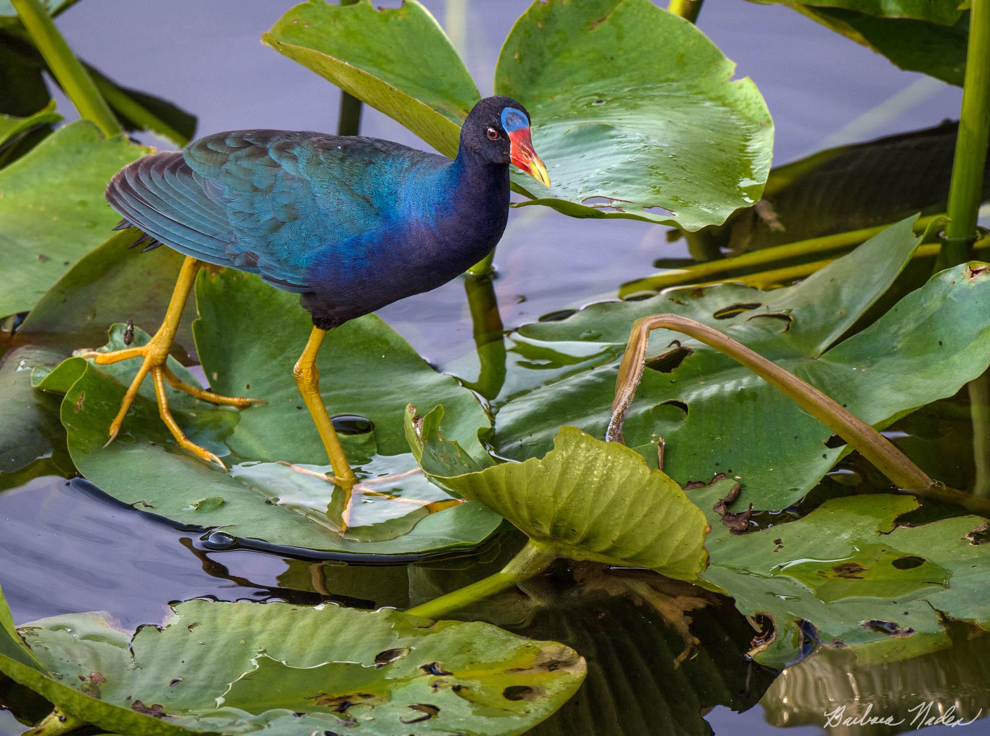 Purple Gallinule in the Lily Pads - Everglades, Florida