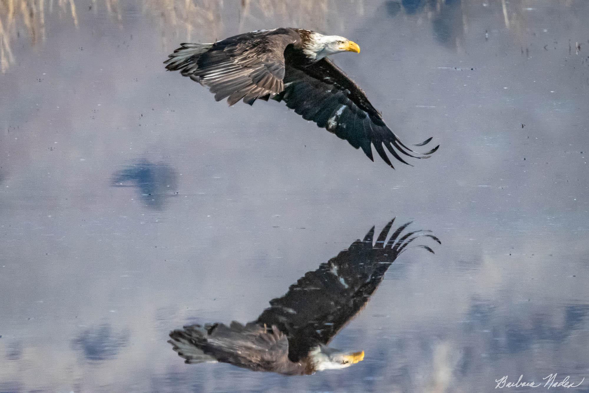 Easy Flight on a Sunny Day - Klamath Falls Area