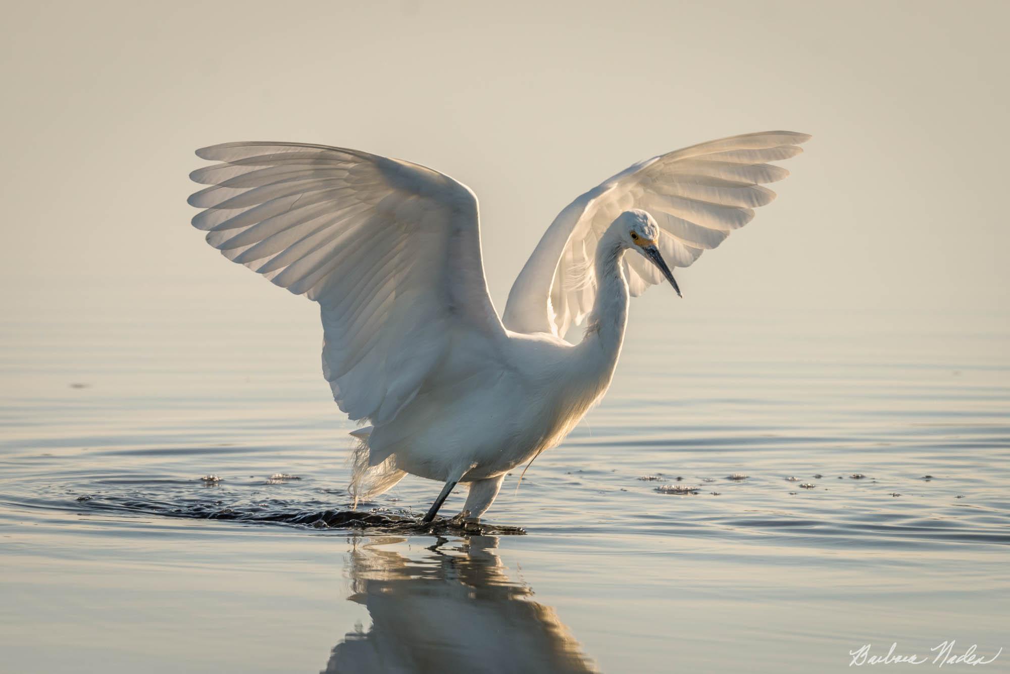 Snowy Egret VI - Baylands Nature Preserve, Palo Alto, California