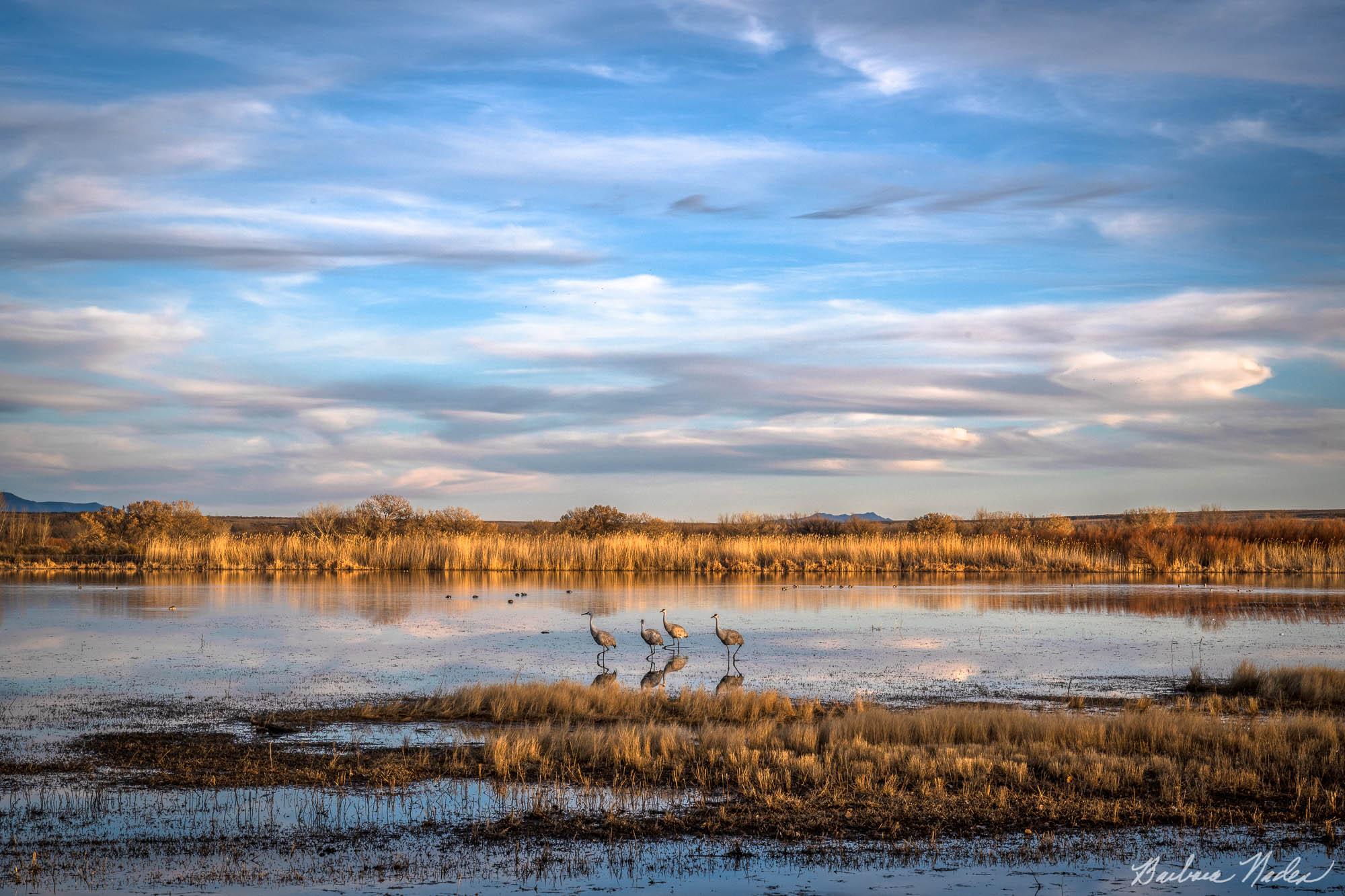 Sandhill Crane IV - Bosque Del Apache National Wildlife Refuge, New Mexico