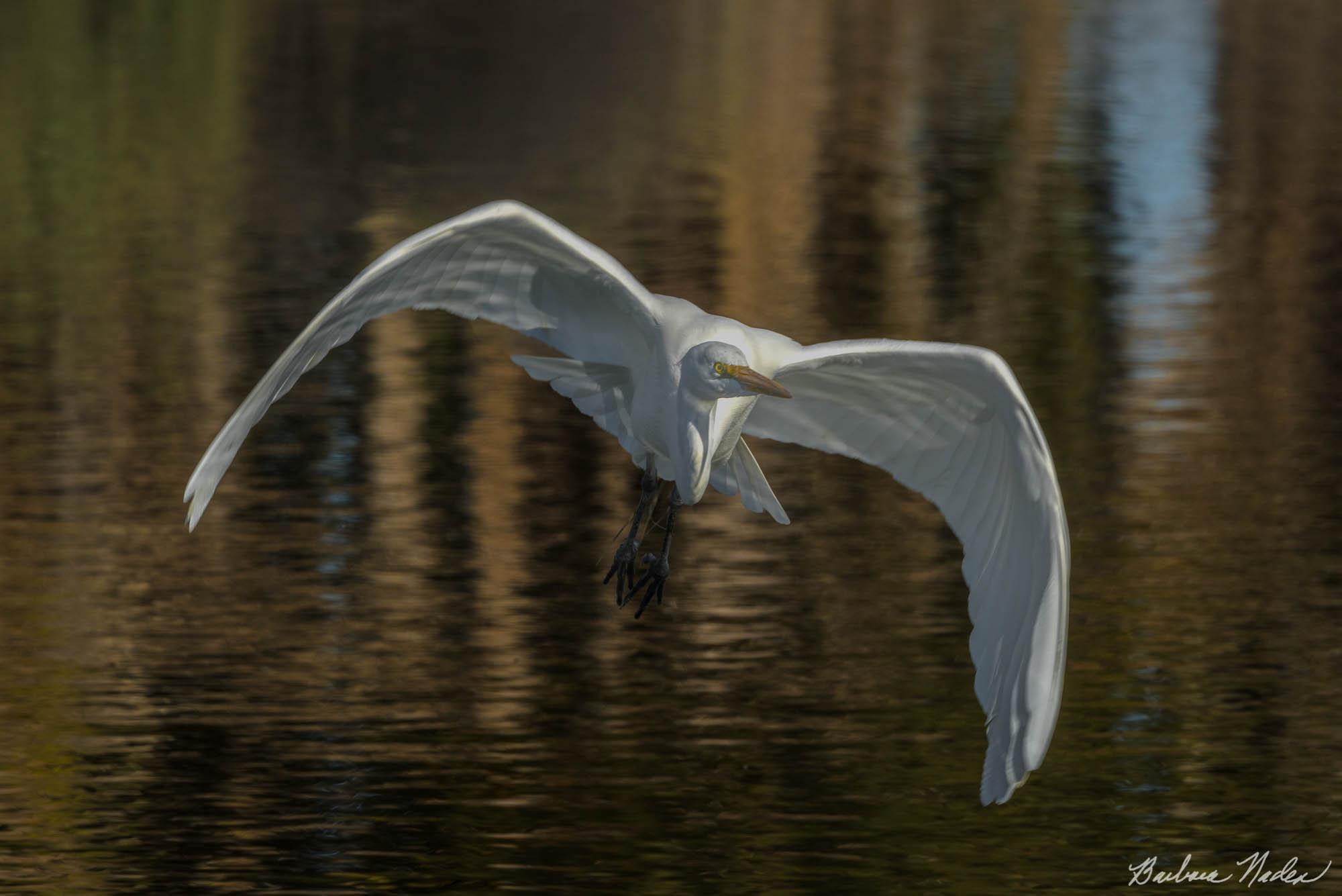 Great Egret II - Baylands Nature Preserve, Palo Alto, California