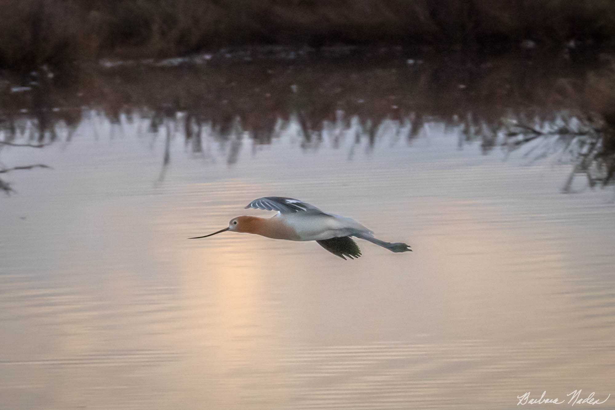 Early morning flight - Baylands Nature Preserve, Palo Alto, California