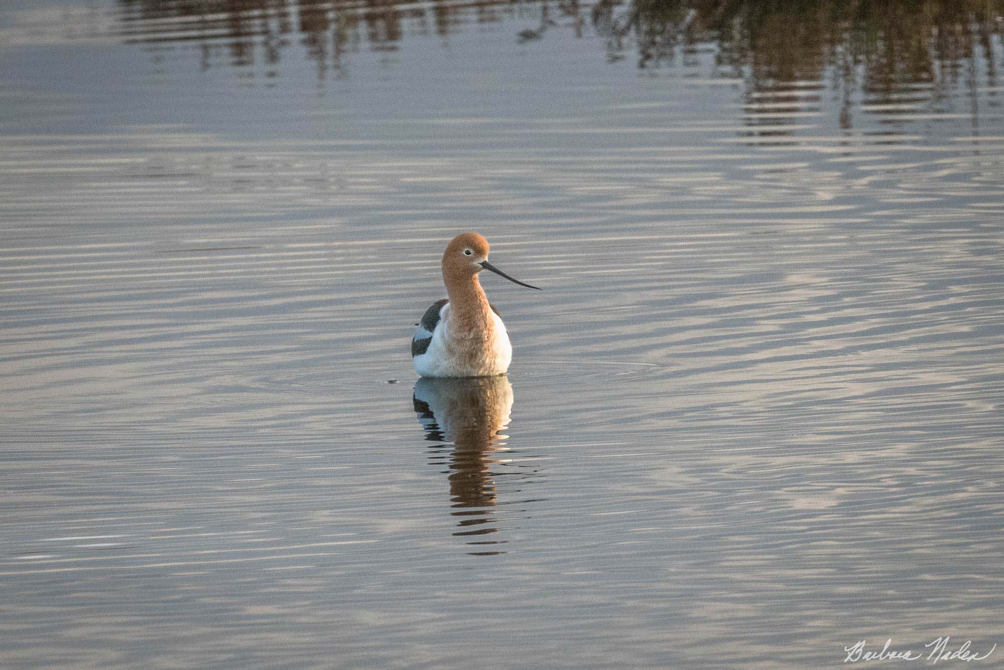 Avocet Soaking up the Early Sun - Baylands Nature Preserve, Palo Alto, California