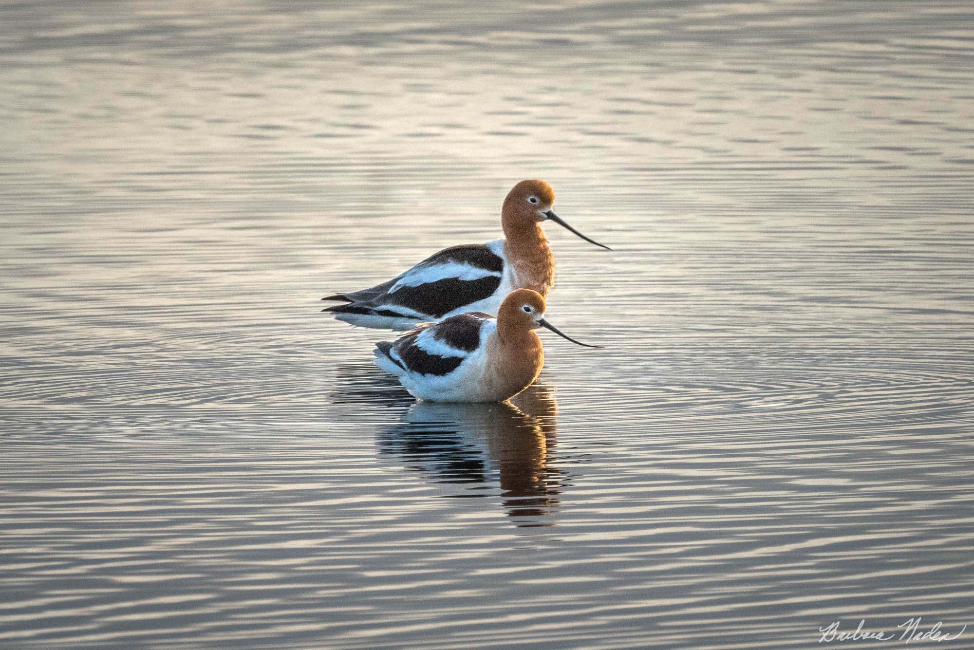 Avocet Pair - Baylands Nature Preserve, Palo Alto, California