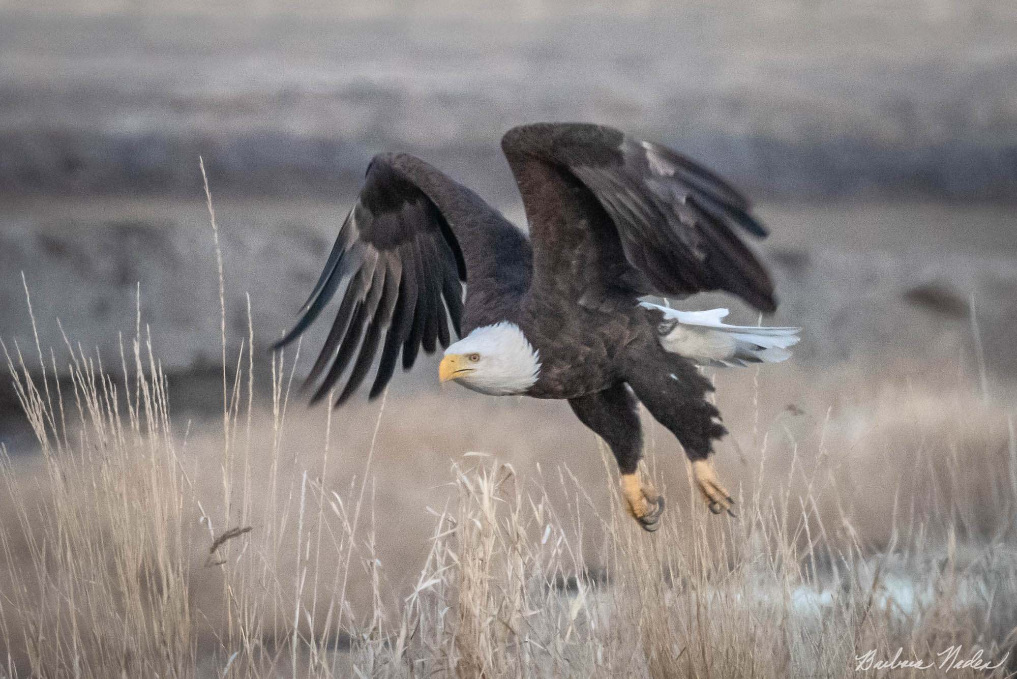 Not Easy Taking Off - Klamath Falls Area