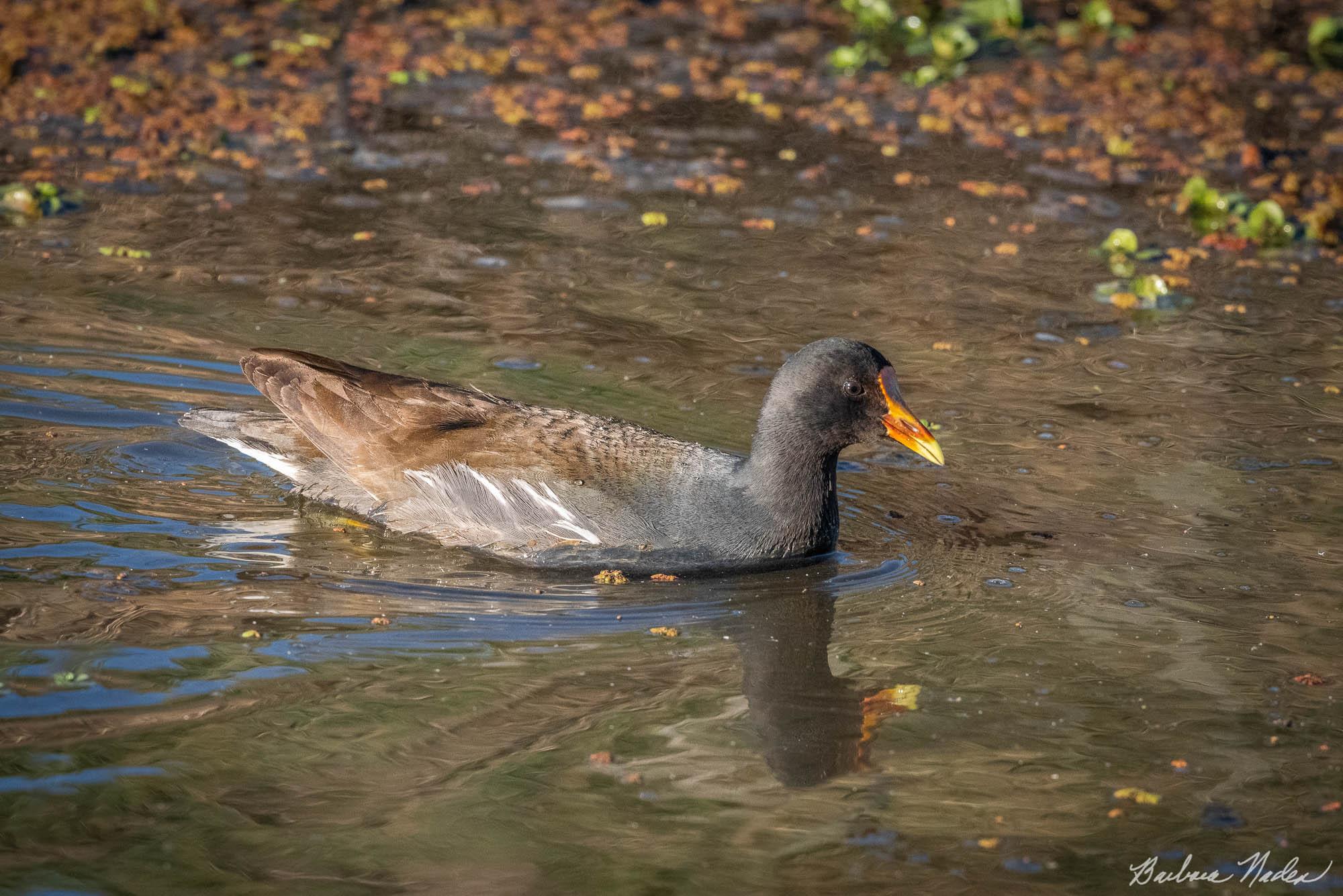 Enjoying the Evening - Sacramento National Wildlife Refuge