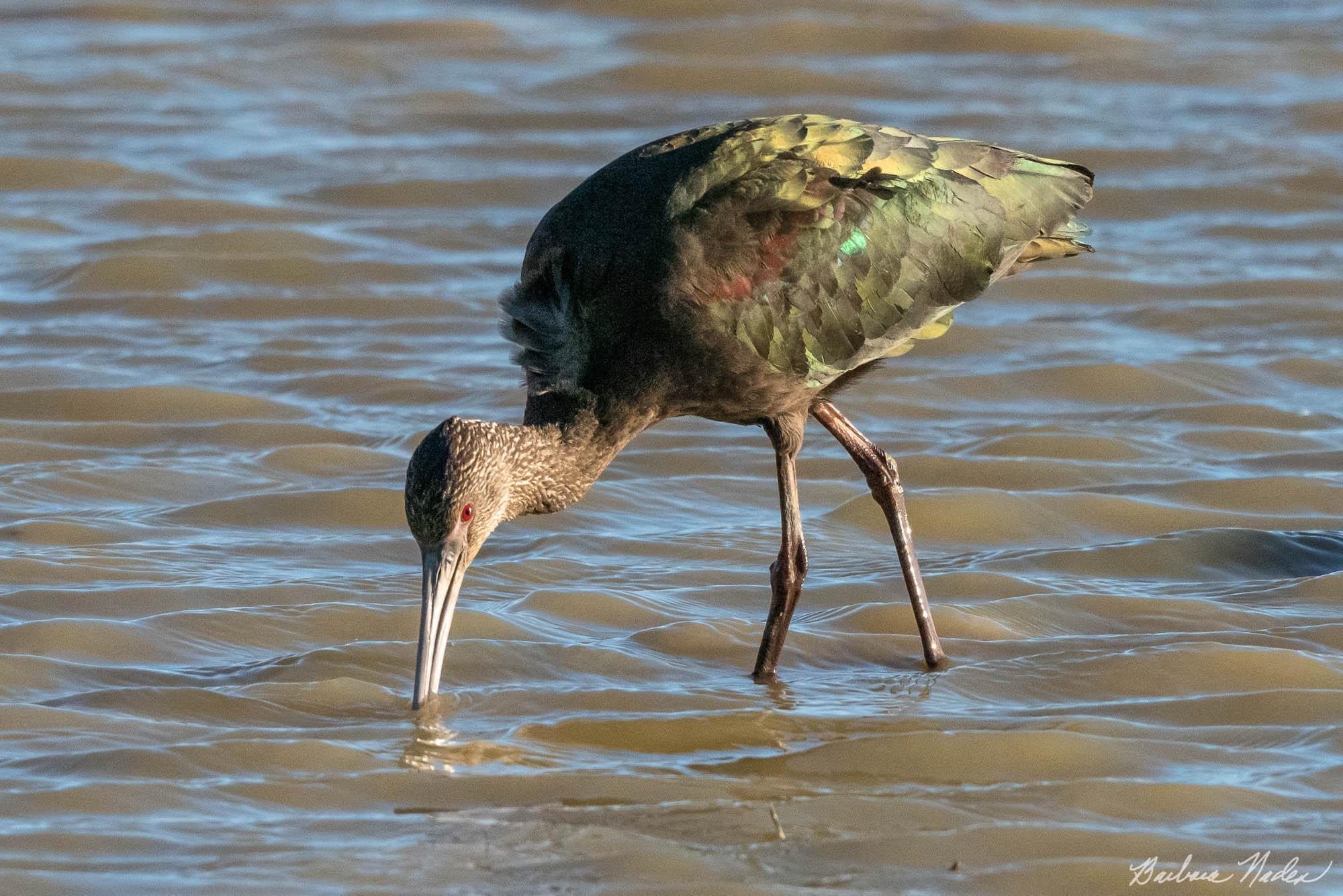 Looking for Dinner - Sacramento National Wildlife Refuge