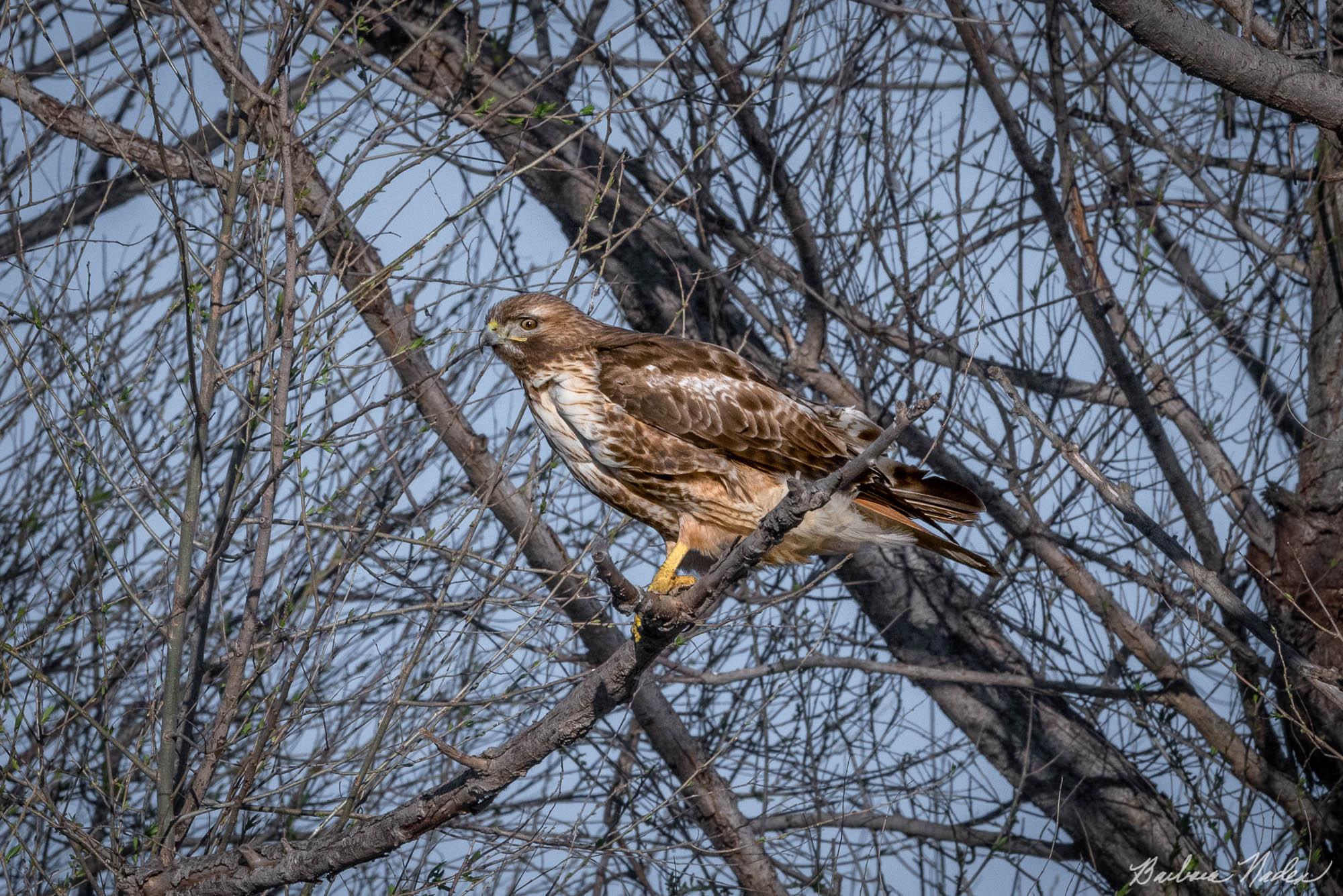 Looking Worried - Sacramento National Wildlife Refuge