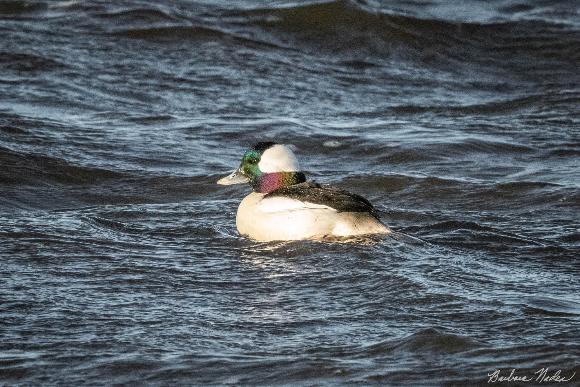 Male Bufflehead in Breeding Plumage - Sacramento National Wildlife Refuge