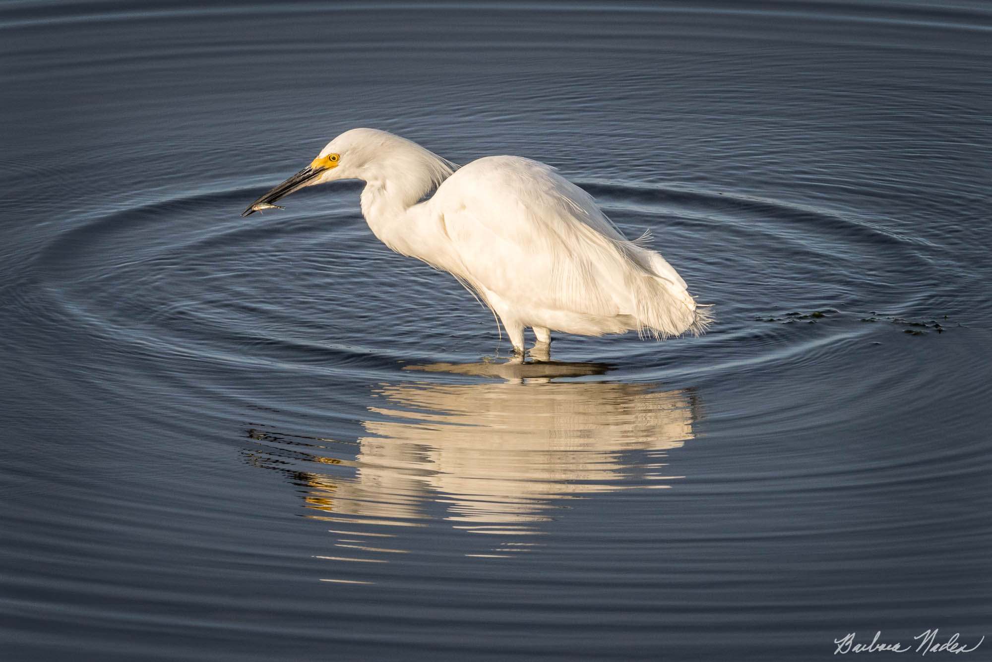 Snowy Egret II - Moss Landing, California