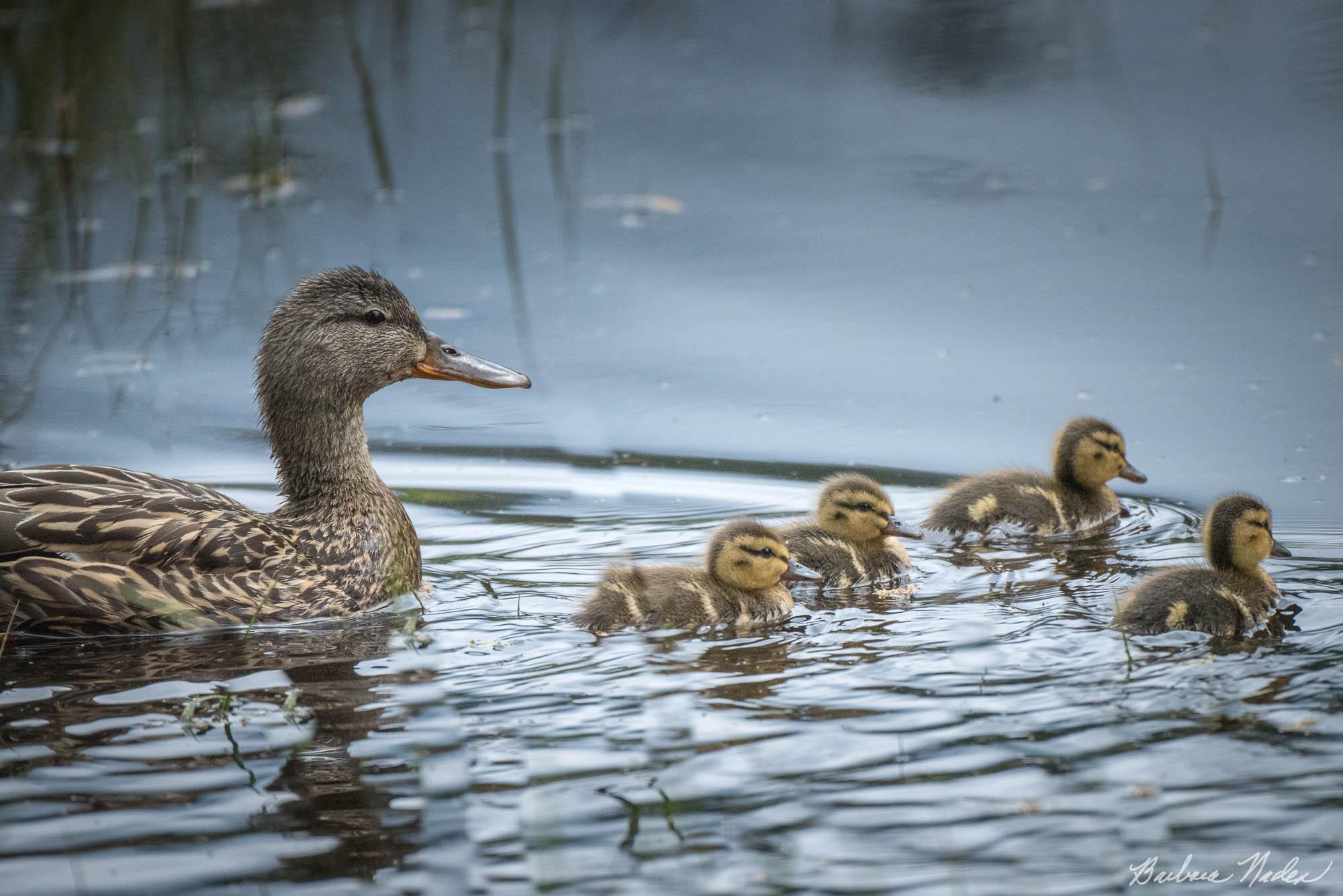 Momma Mallard with her Chicks - Merced River, Yosemite National Park