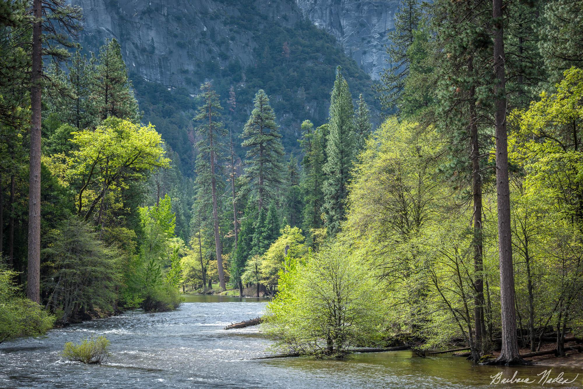 Merced River in Spring - Yosemite Valley National Park