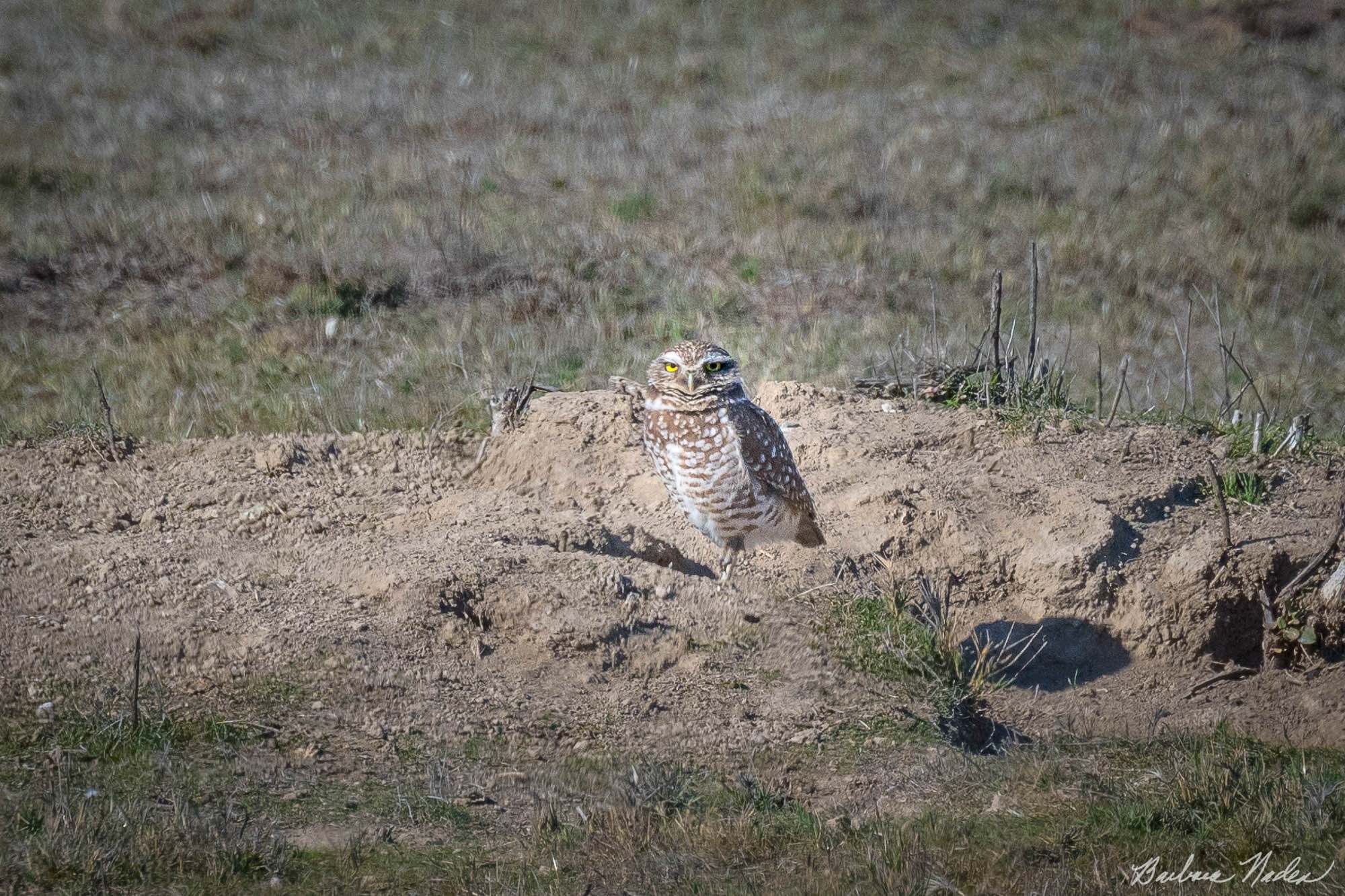 Standing by his Hole - Merced National Wildlife Refuge