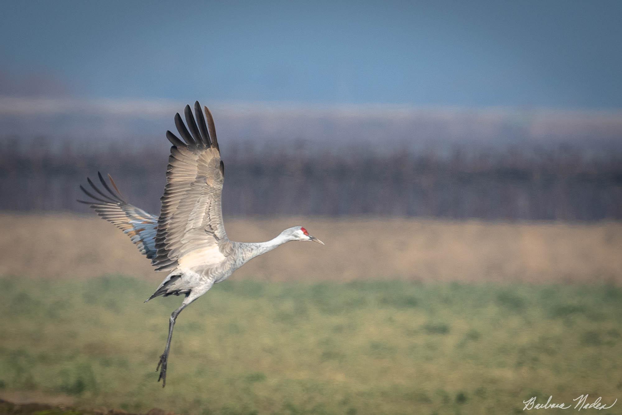 Sandhill Crane VIII - Woodbridge Ecological Reserve