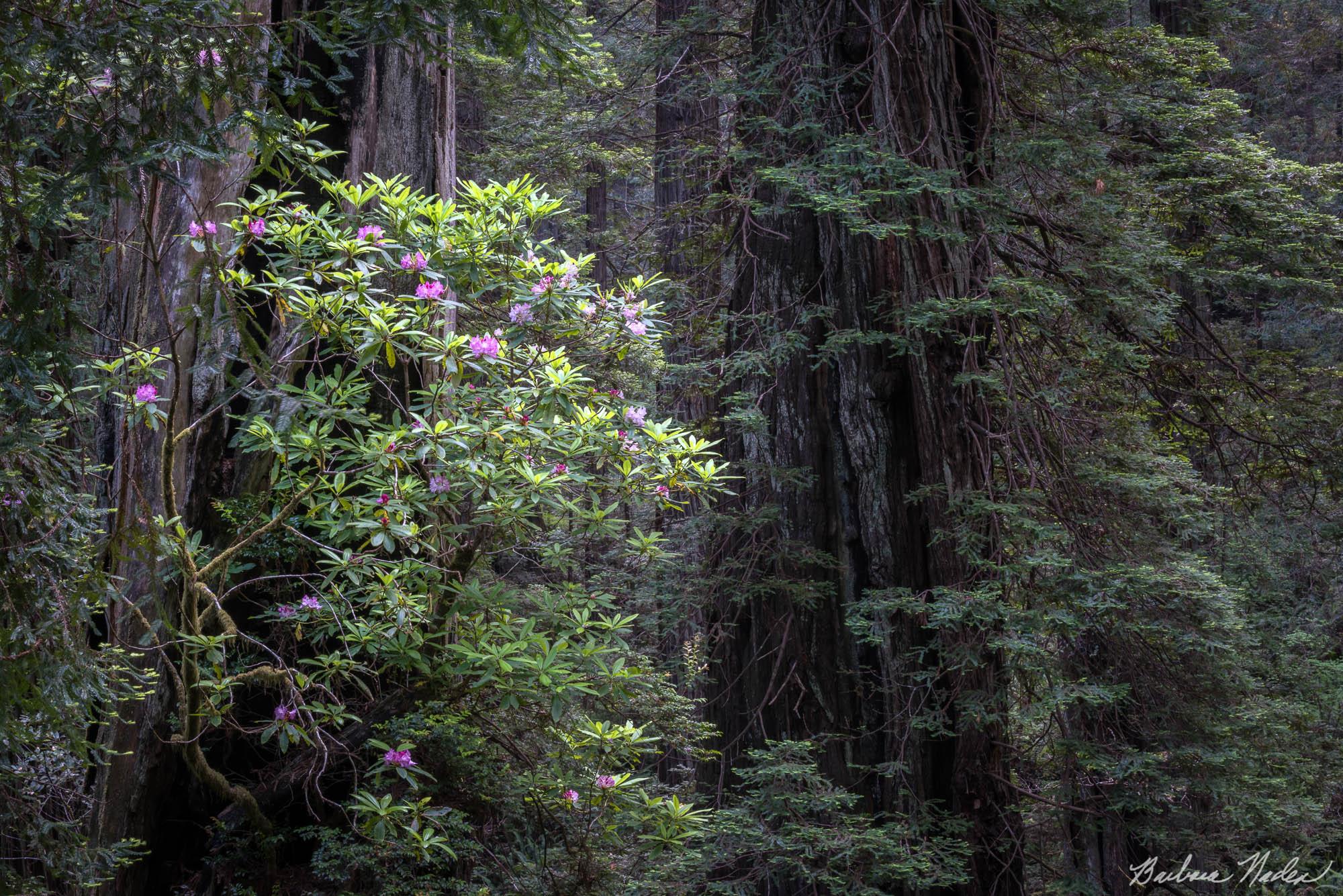 Rhododendrons - Northern California Redwoods