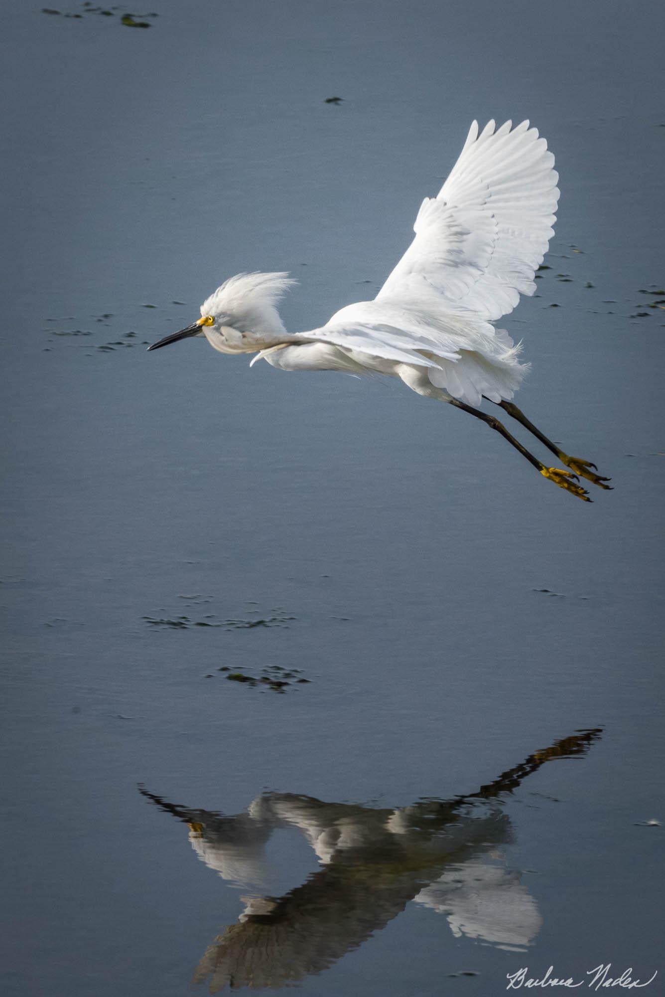 Snowy Egret I - Moss Landing, California