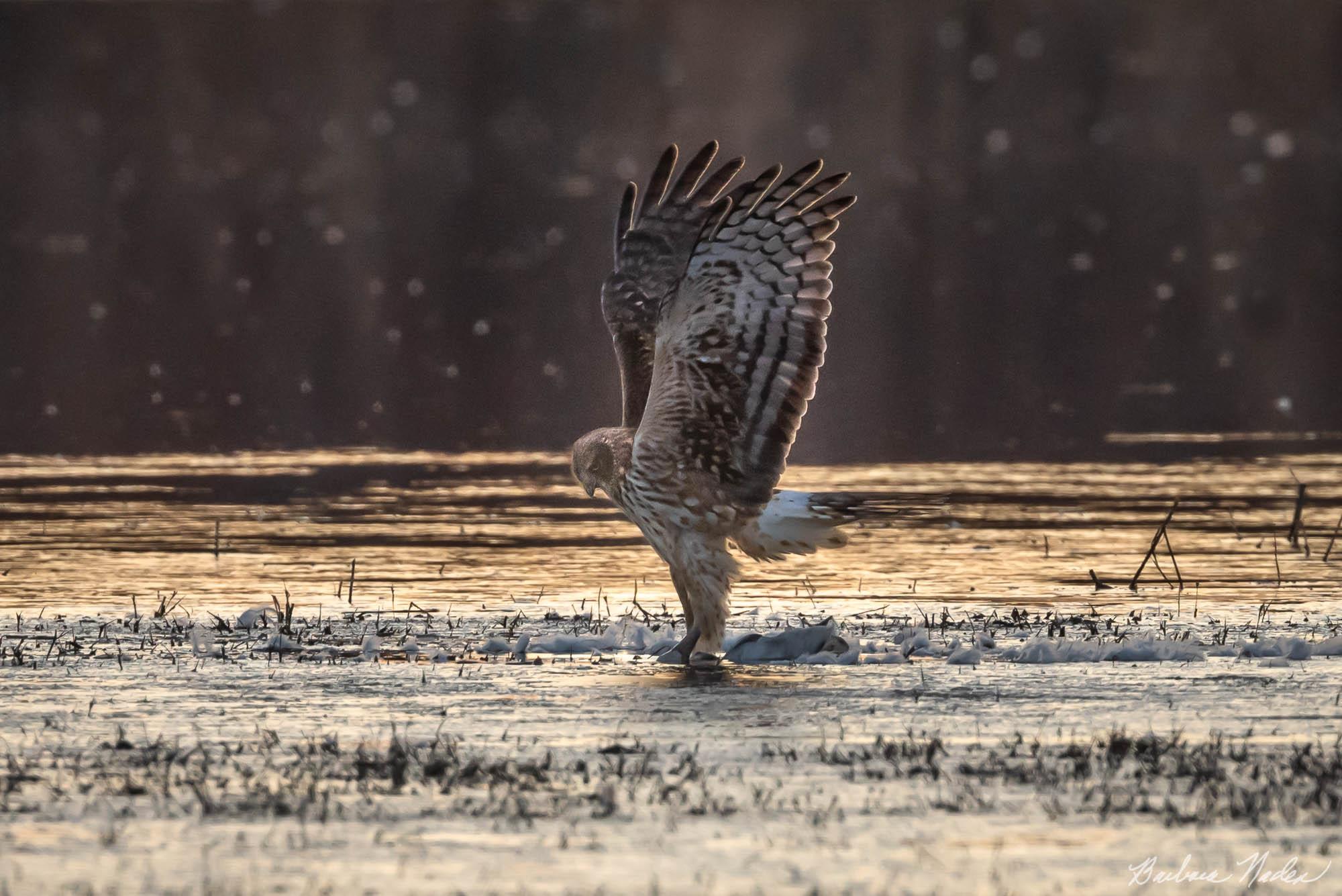 Northern Harrier with Prey - Bosque Del Apache National Wildlife Refuge, New Mexico