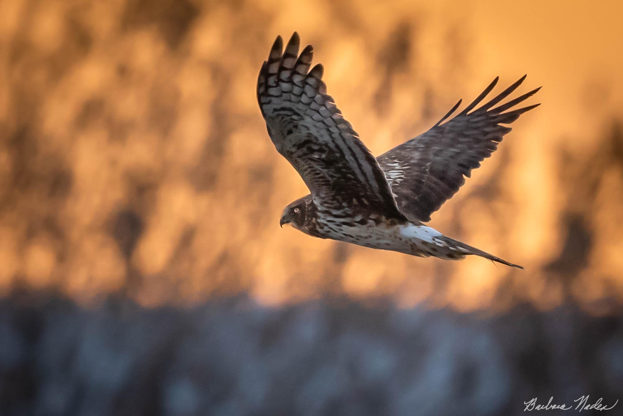 Northern Harrier at Sunrise - Bosque Del Apache National Wildlife Refuge, New Mexico