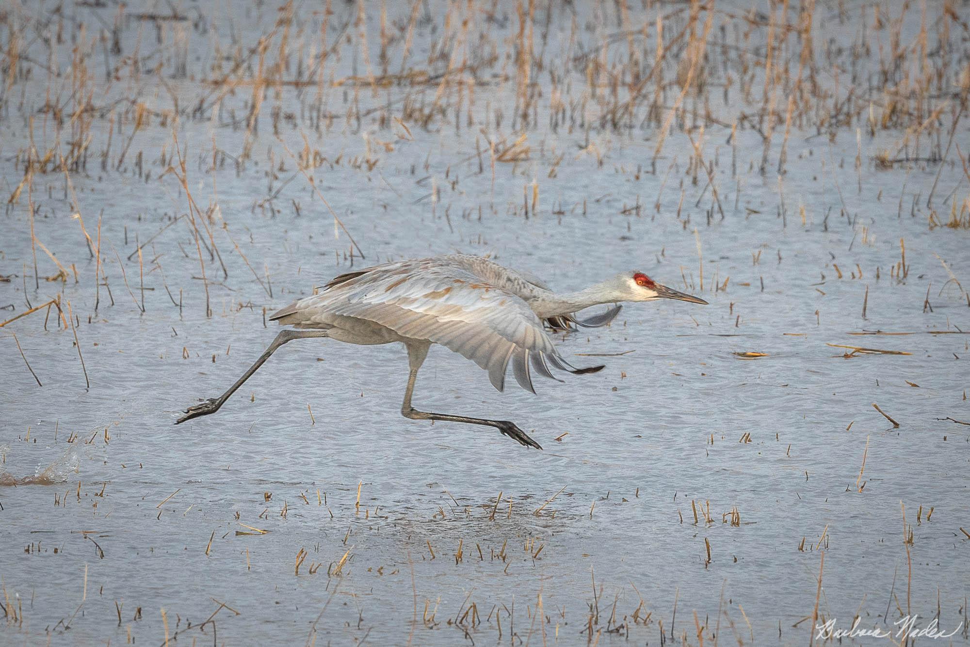 Sandhill Crane VII - Bosque Del Apache National Wildlife Refuge, New Mexico