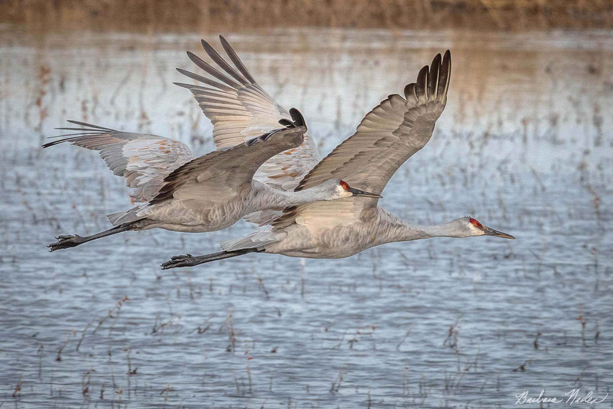 Sandhill Crane VI - Bosque Del Apache National Wildlife Refuge, New Mexico