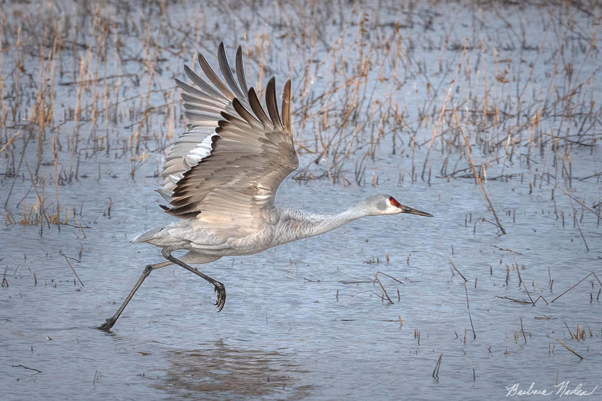 Sandhill Crane III - Bosque Del Apache National Wildlife Refuge, New Mexico