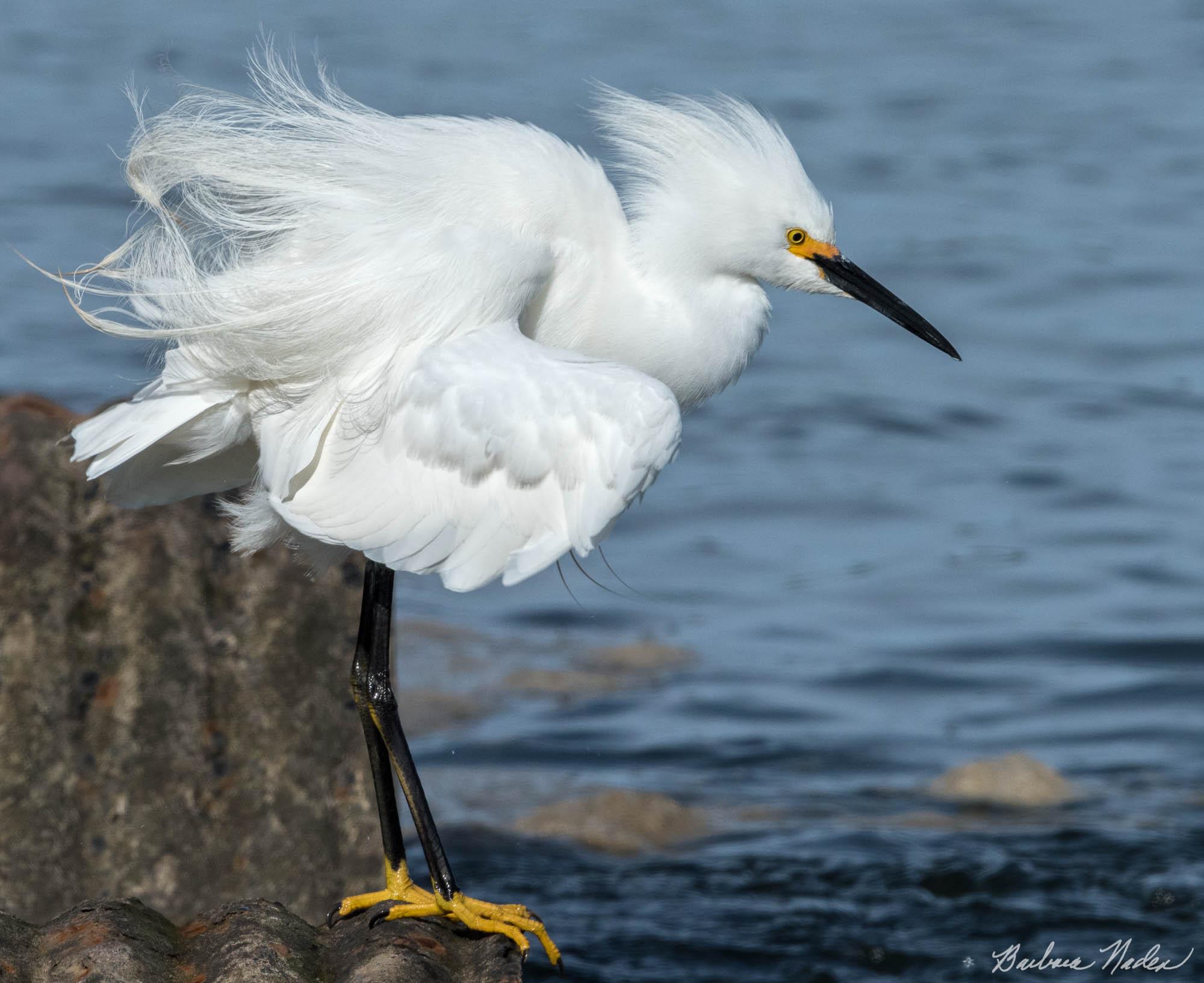 Snowy Egret on a Windy Day - Moss Landing, California