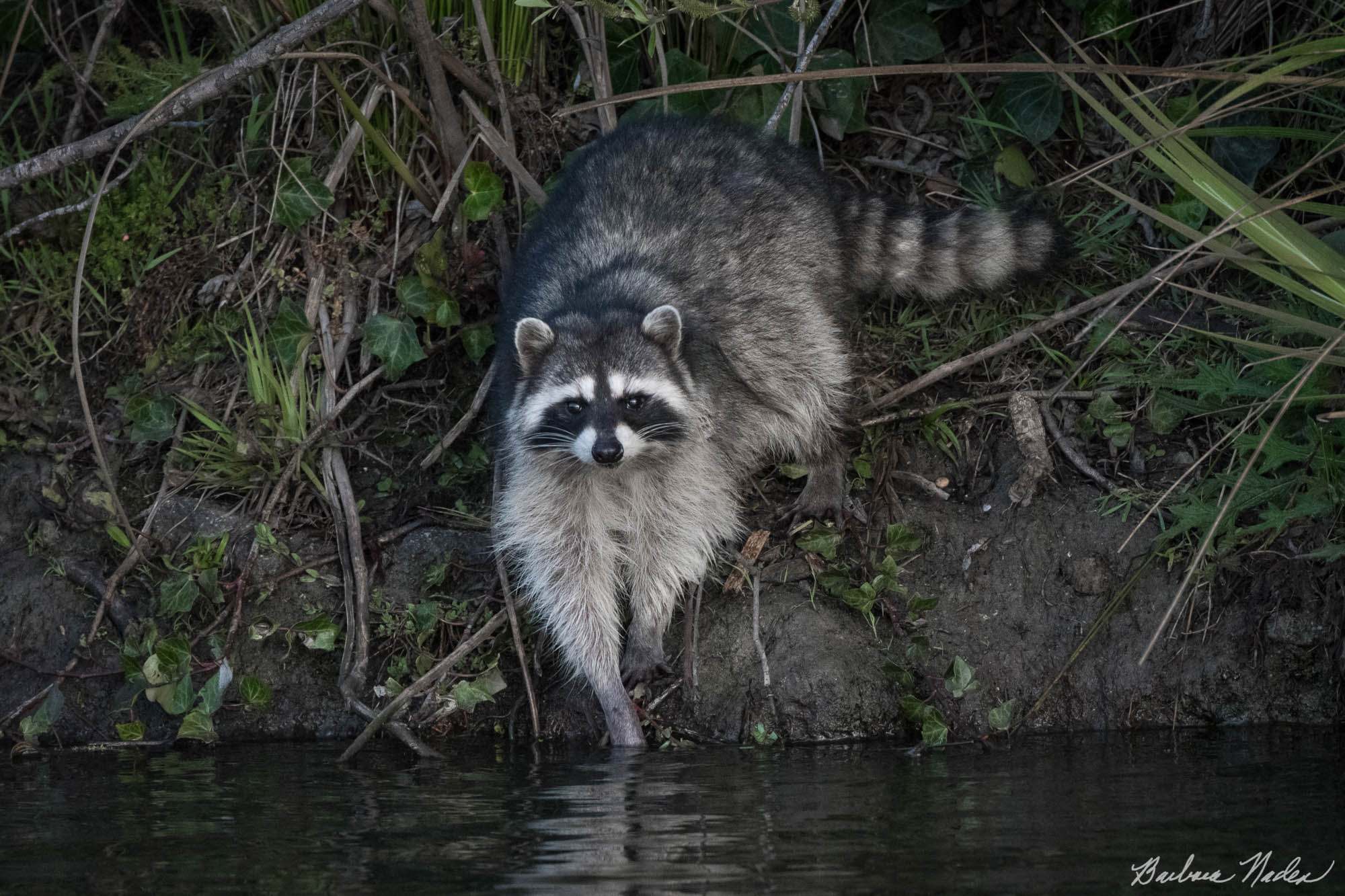 Ready for a Swim! - Neary Lagoon, Santa Cruz, California