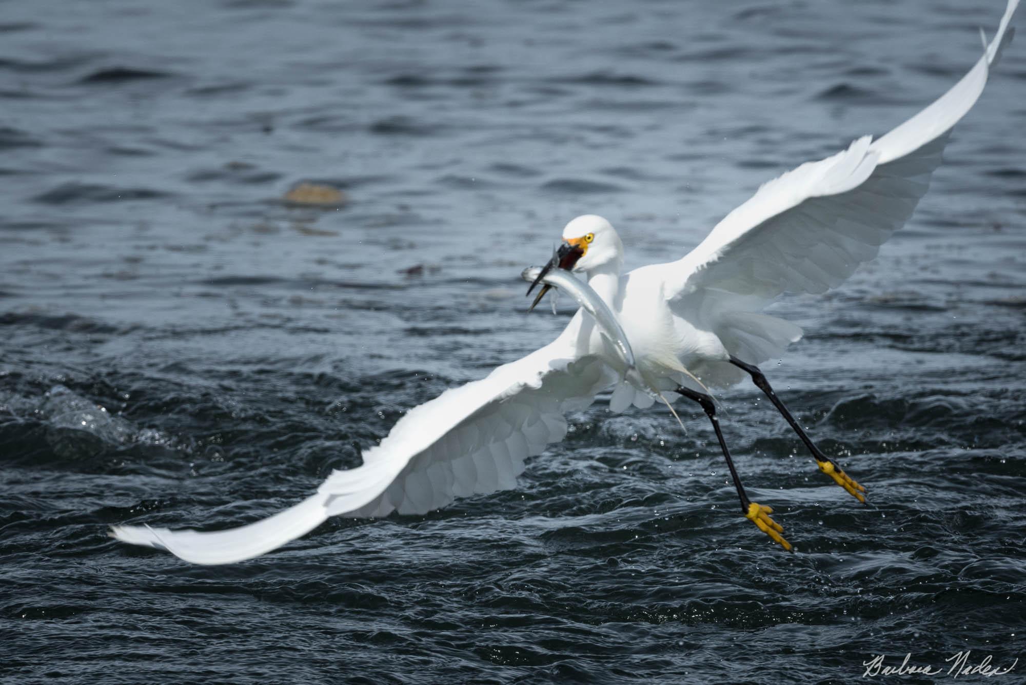 What a Catch! - Moss Landing, California