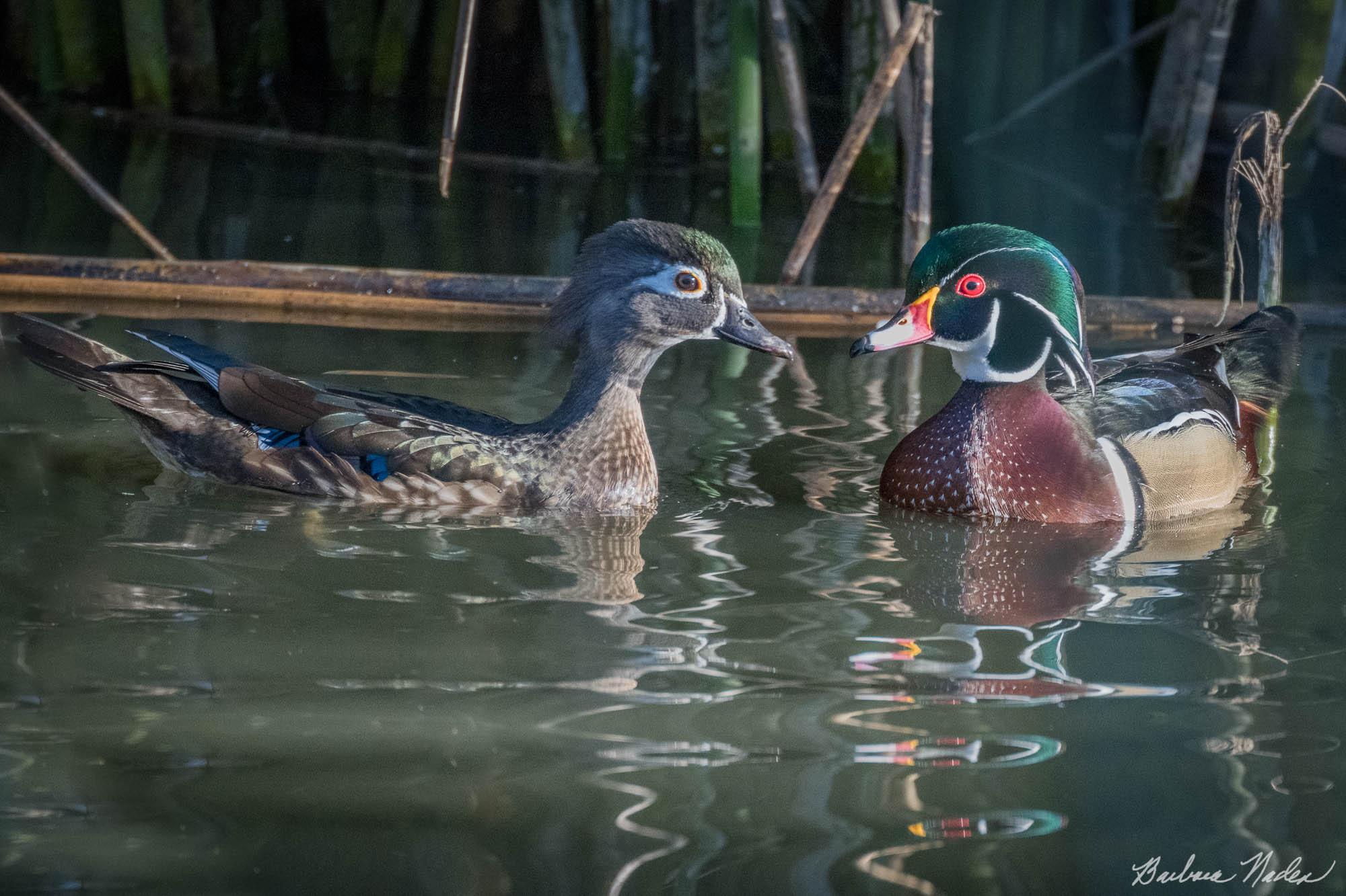 Pair in Breeding Plumage - Neary Lagoon, Santa Cruz